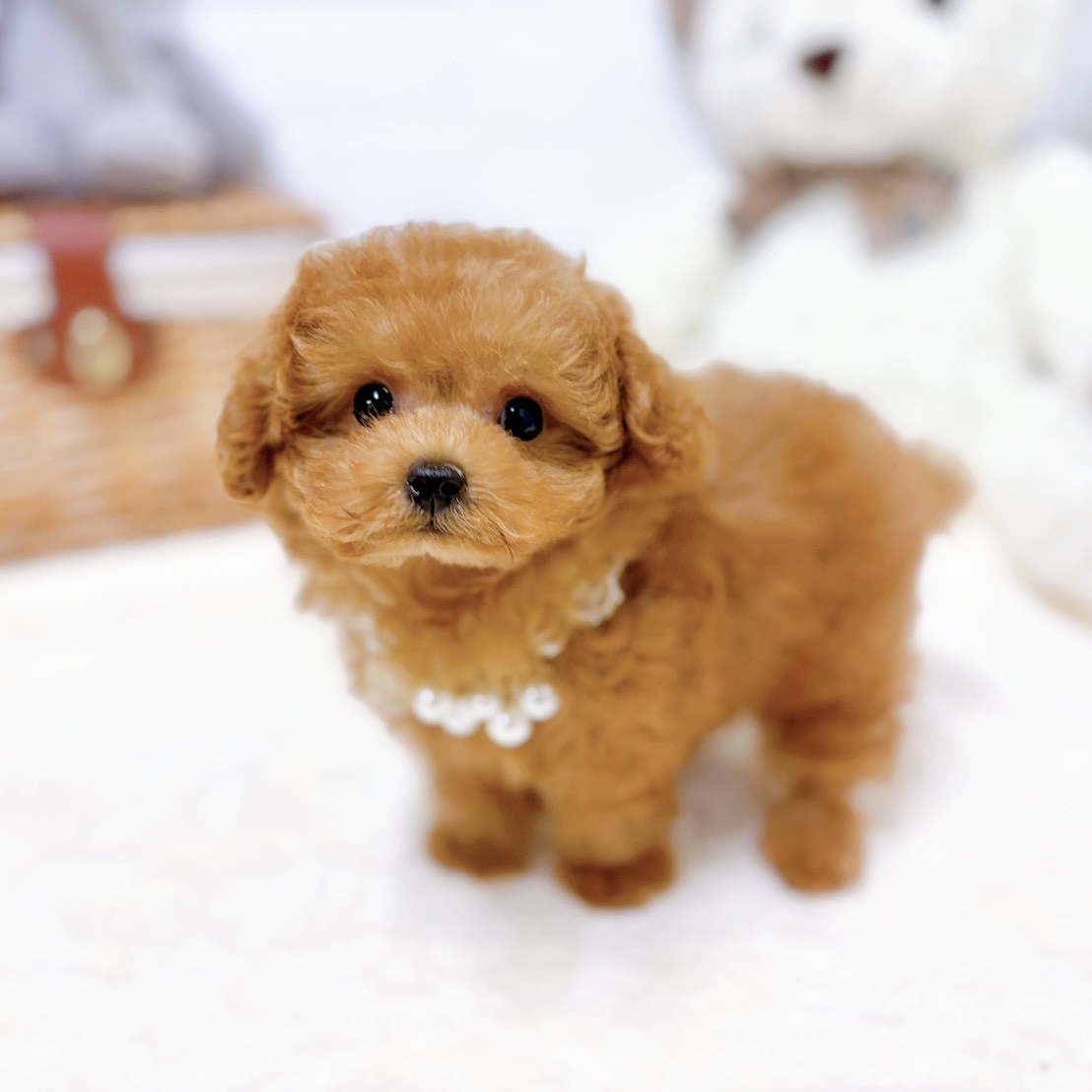 滋賀県のトイプードル(ティーカップ) (犬の家＆猫の里近江八幡店/2026年1月15日生まれ/女の子/レッドフォーン)の子犬の4枚目の画像