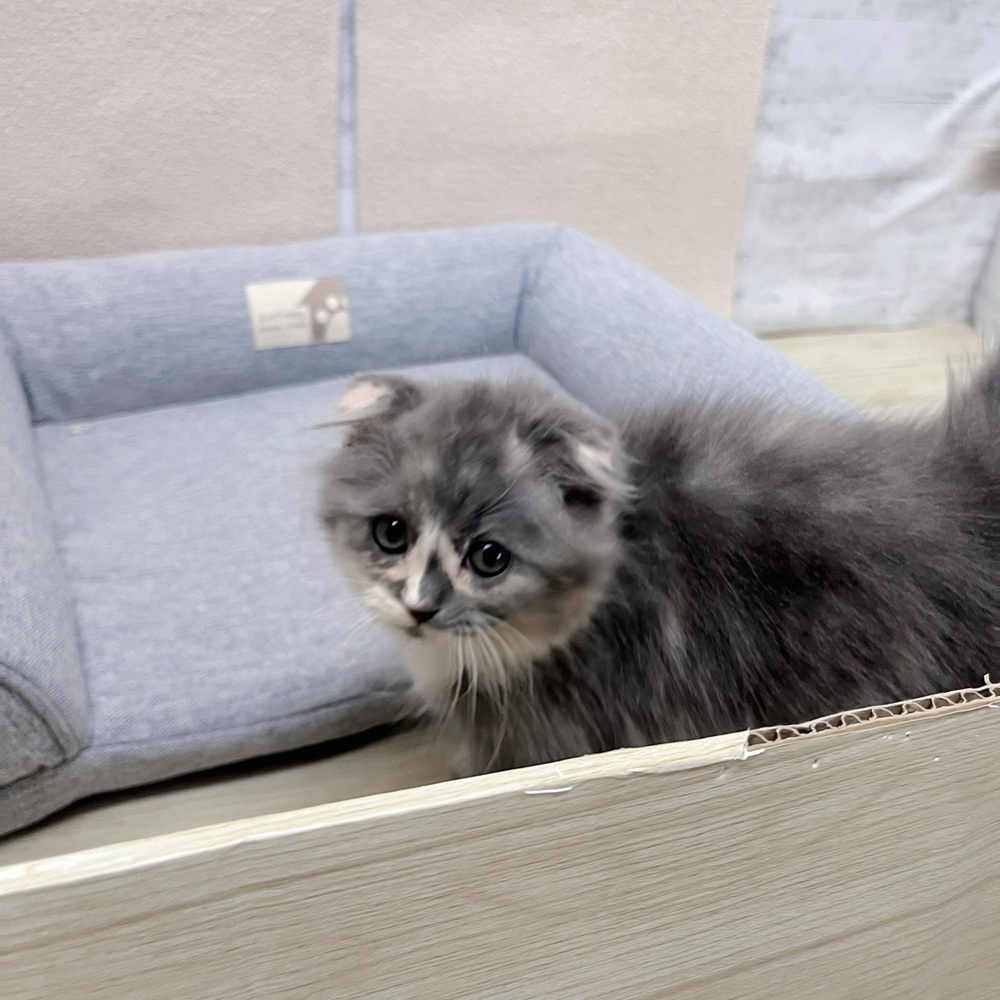 長野県のスコティッシュフォールド (犬の家＆猫の里塩尻店/2026年1月15日生まれ/女の子/ブルーシルバーパッチドタビーホワイト)の子猫の4枚目の画像