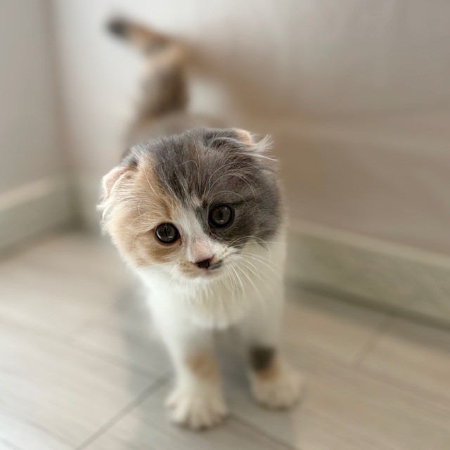 愛知県のスコティッシュフォールド (犬の家＆猫の里春日井本店/2026年1月15日生まれ/女の子/ブルーパッチドタビーホワイト)の子猫の4枚目の画像