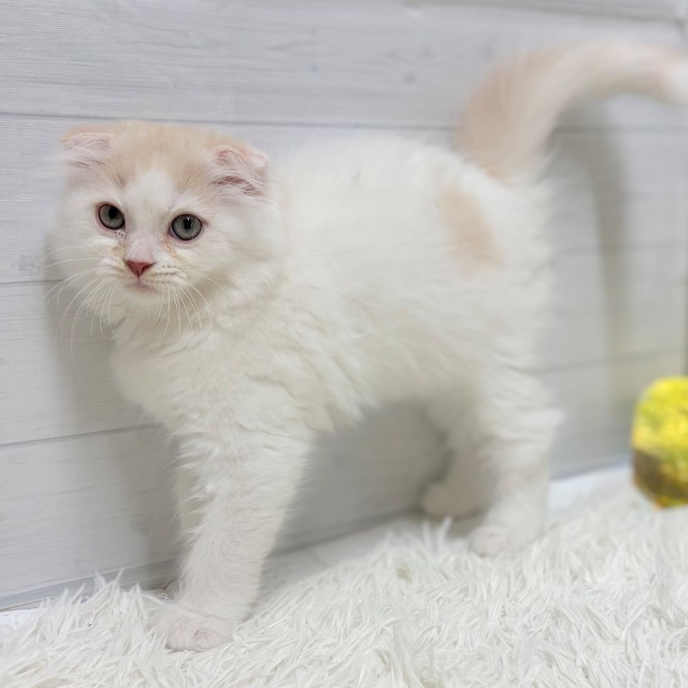 愛知県のスコティッシュフォールド (犬の家＆猫の里豊田店/2026年1月15日生まれ/女の子/クリームカメオタビーホワイト)の子猫の4枚目の画像
