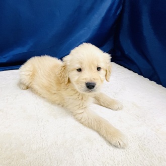 愛知県のゴールデンレトリバー (犬の家＆猫の里一宮店/2026年1月15日生まれ/男の子/ゴールデン)の子犬の4枚目の画像