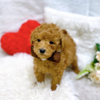 滋賀県のトイプードル(トイ) (犬の家＆猫の里長浜店/2026年1月11日生まれ/男の子/レッドフォーン)の子犬の4枚目の画像