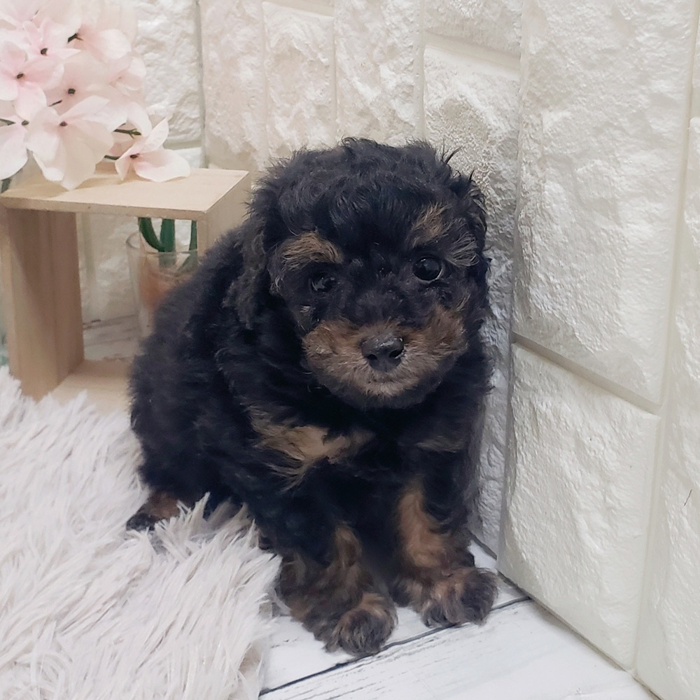 トイプードル男の子の写真