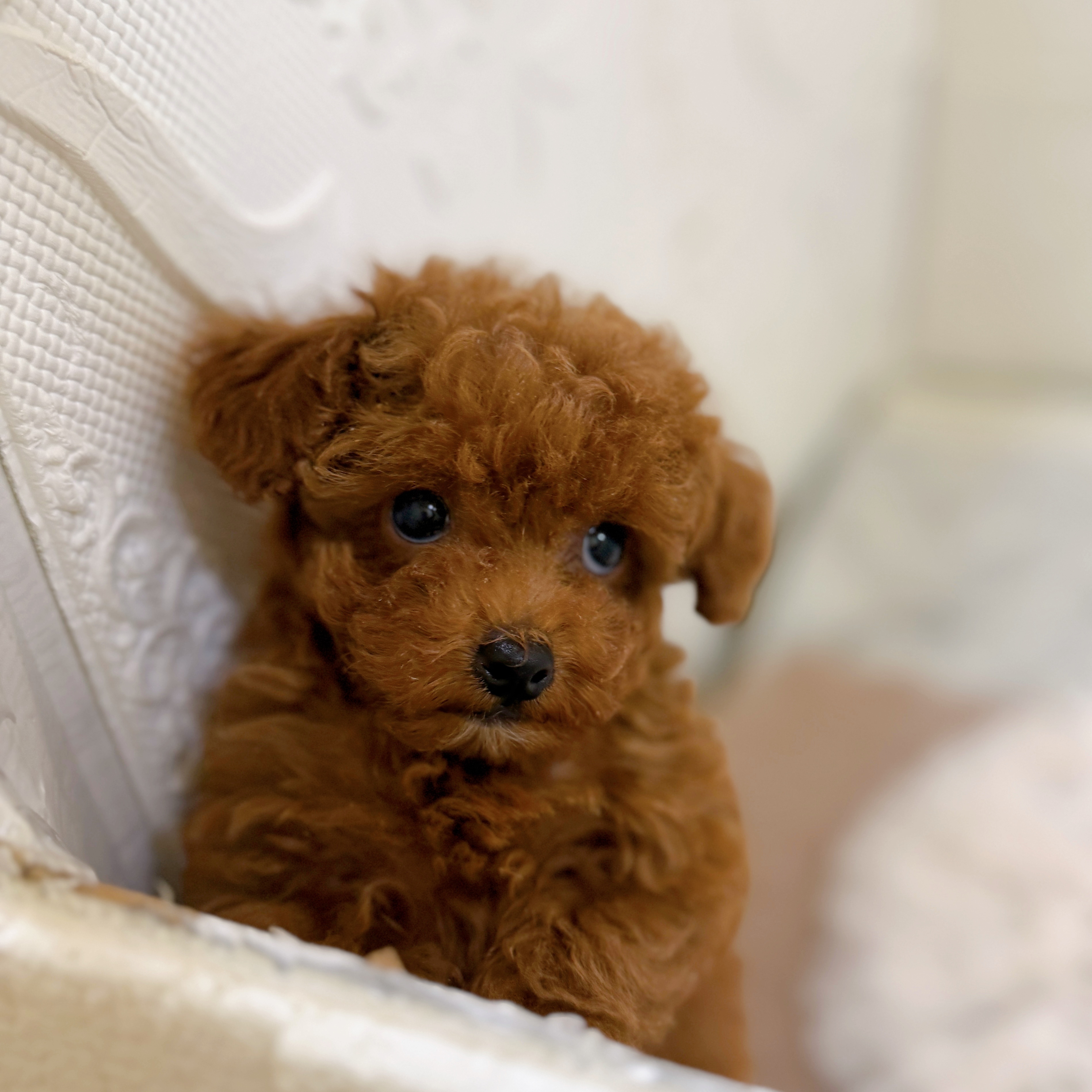 愛知県のトイプードル(ティーカップ) (犬の家＆猫の里岡崎店/2026年1月14日生まれ/男の子/レッドフォーン)の子犬の1枚目の画像