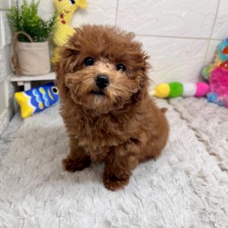 兵庫県のトイプードル(ティーカップ) (犬の家＆猫の里ゆめタウン姫路店/2026年1月14日生まれ/女の子/レッドフォーン)の子犬の1枚目の画像