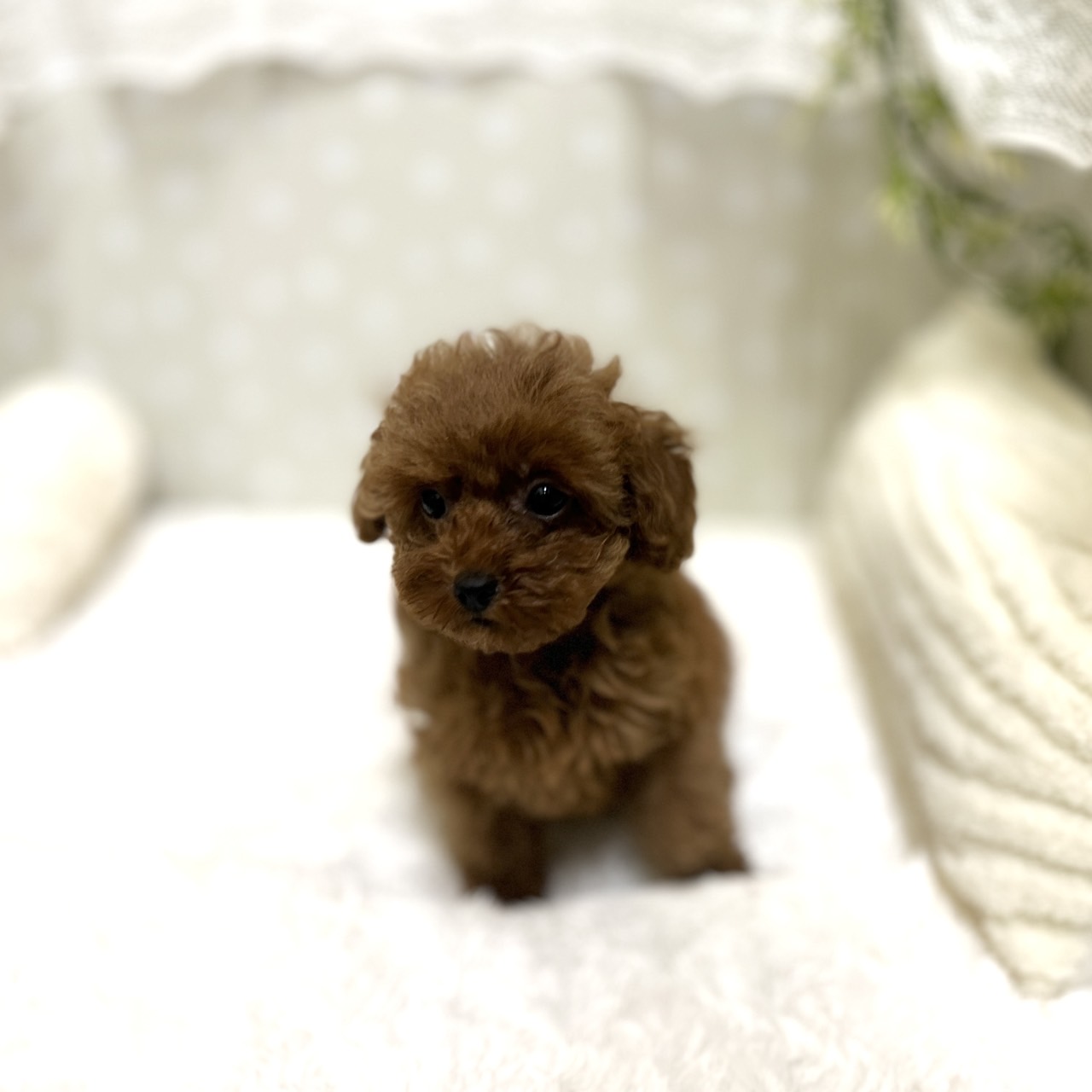愛知県のトイプードル(タイニー) (犬の家＆猫の里安城店/2026年1月14日生まれ/女の子/レッドフォーン)の子犬の4枚目の画像