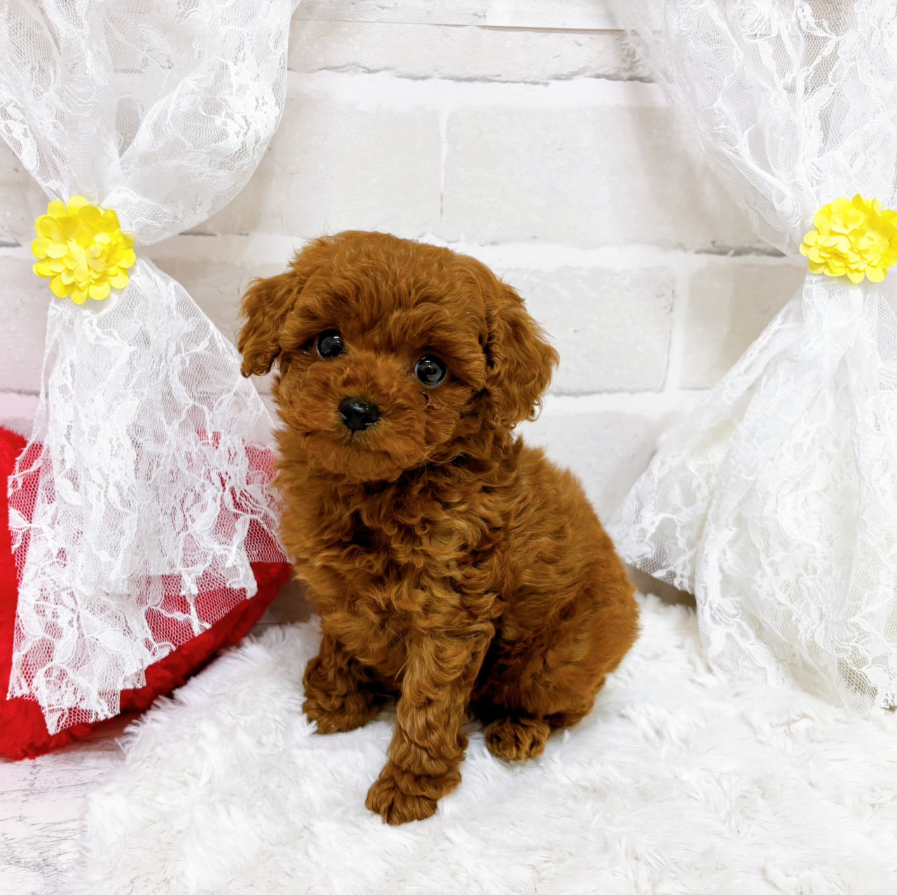 京都府のトイプードル(トイ) (犬の家＆猫の里京都精華店/2026年1月14日生まれ/男の子/レッドフォーン)の子犬の4枚目の画像