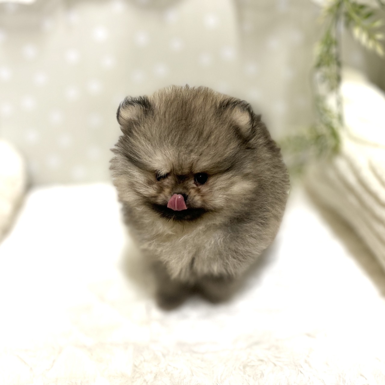 愛知県のポメラニアン (犬の家＆猫の里安城店/2026年1月15日生まれ/男の子/ウルフセーブル)の子犬の4枚目の画像