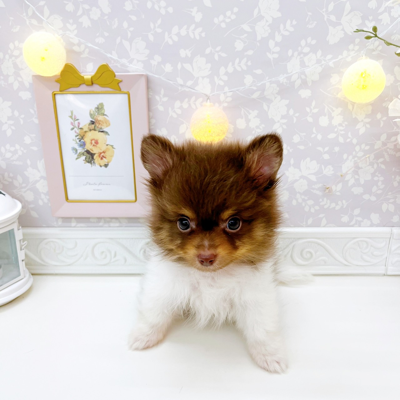 富山県のポメチワ/チワポメ/ポメチー(ポメラニアン×チワワ) (犬の家＆猫の里富山店/2026年1月6日生まれ/男の子/チョコレートタンホワイト)の子犬の4枚目の画像