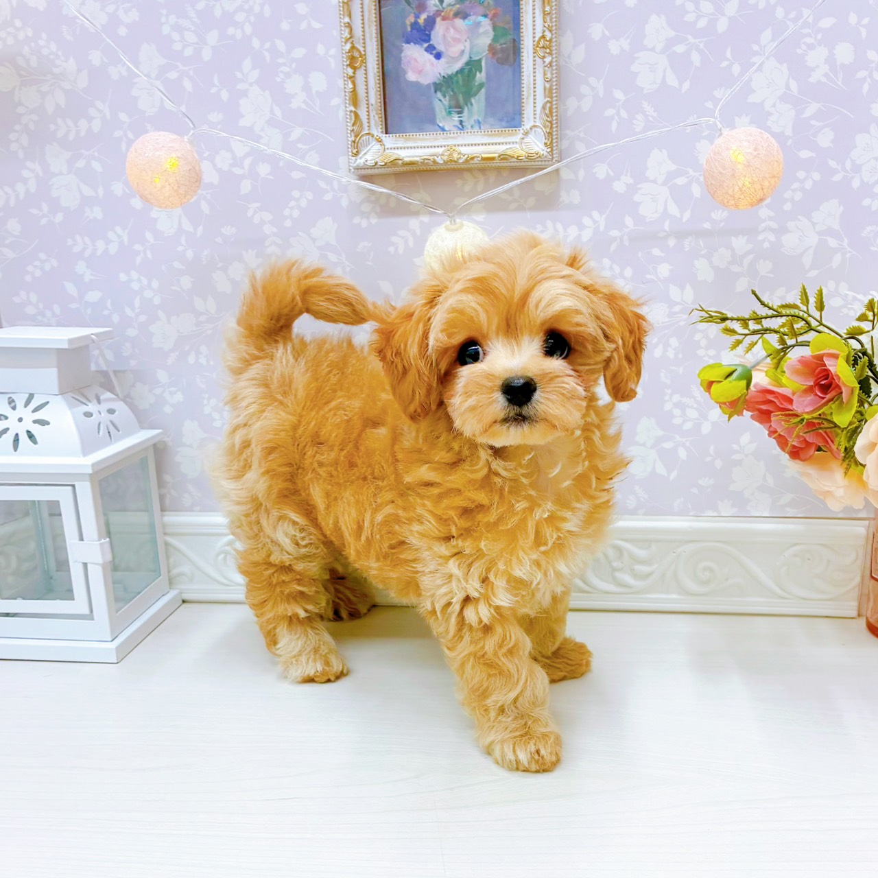 富山県のチワプー/プーチー(チワワ×プードル) (犬の家＆猫の里アミーゴ山室店/2026年1月12日生まれ/男の子/アプリコットホワイト)の子犬の4枚目の画像