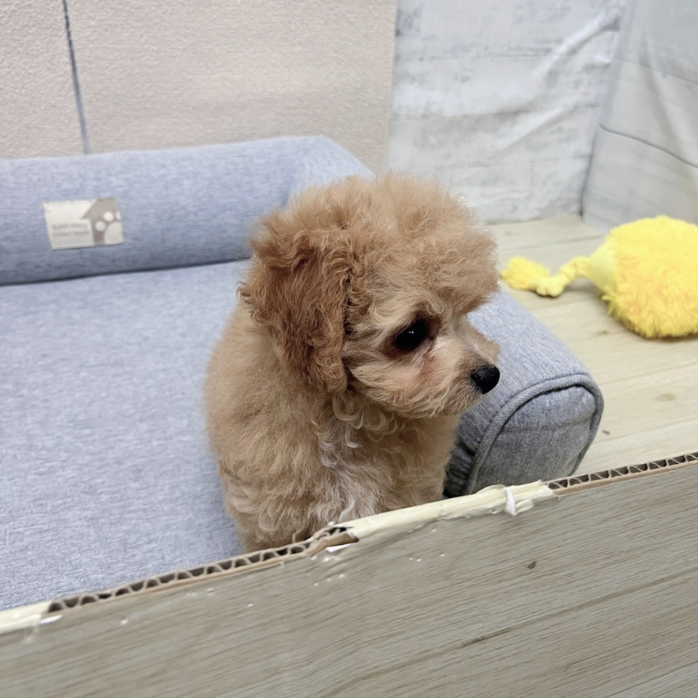 長野県のチワプー/プーチー(チワワ×プードル) (犬の家＆猫の里塩尻店/2026年1月12日生まれ/男の子/アプリコットホワイト)の子犬の4枚目の画像