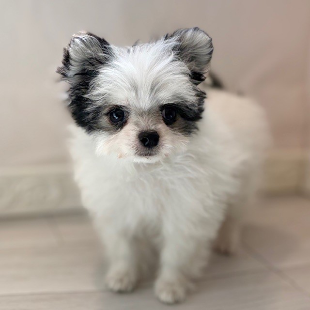 愛知県のチワマル/マルチワ(チワワ×マルチーズ) (犬の家＆猫の里春日井本店/2026年1月12日生まれ/女の子/ホワイトブラックタン)の子犬の4枚目の画像