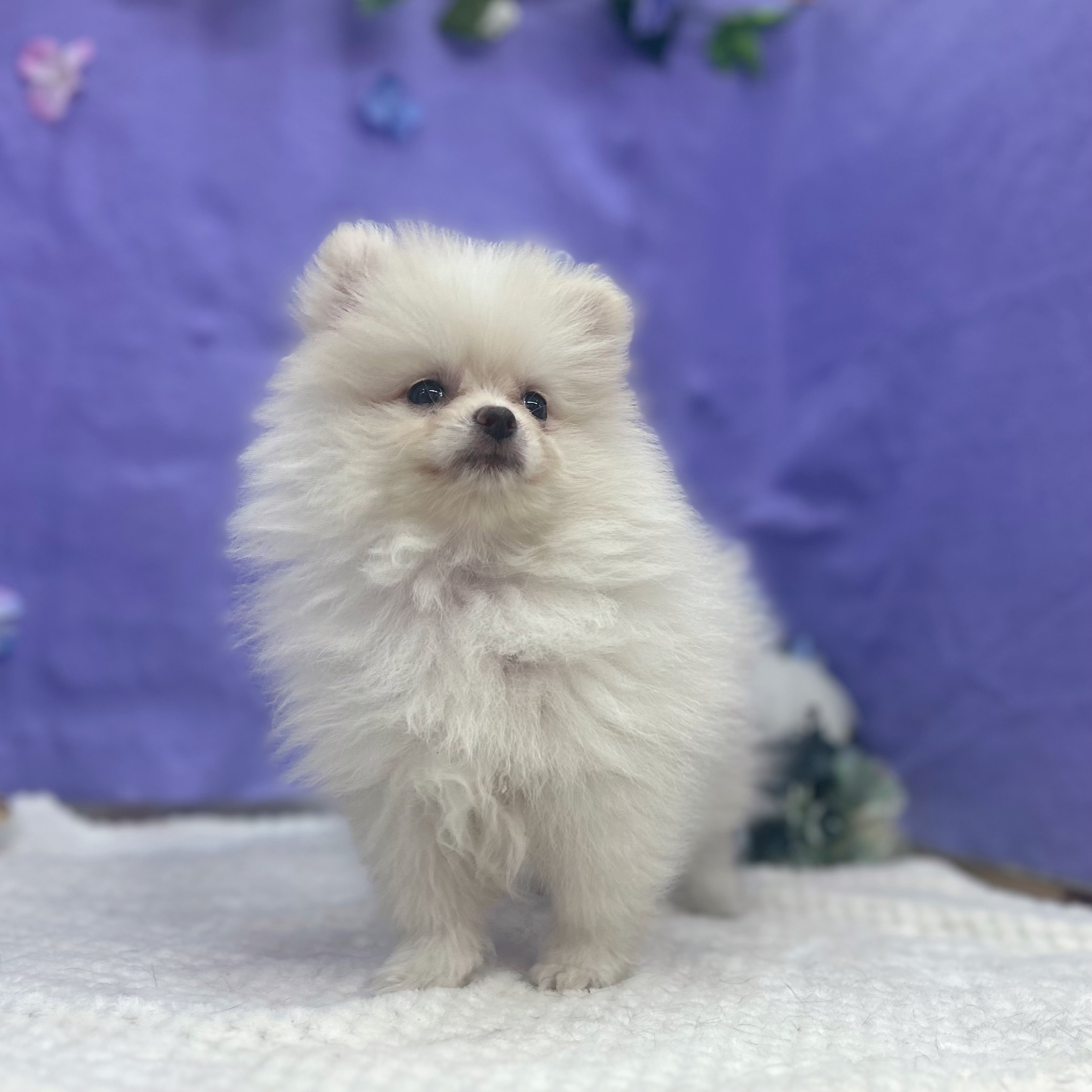 岐阜県のポメラニアン (犬の家＆猫の里岐南店/2026年3月27日生まれ/女の子/クリーム)の子犬の4枚目の画像