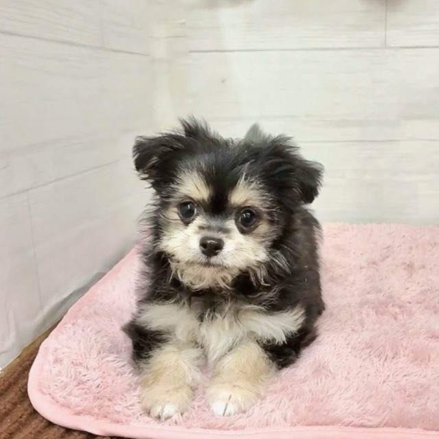 愛知県のチワマル/マルチワ(チワワ×マルチーズ) (犬の家＆猫の里碧南店/2026年1月12日生まれ/女の子/ブラッククリーム)の子犬の4枚目の画像