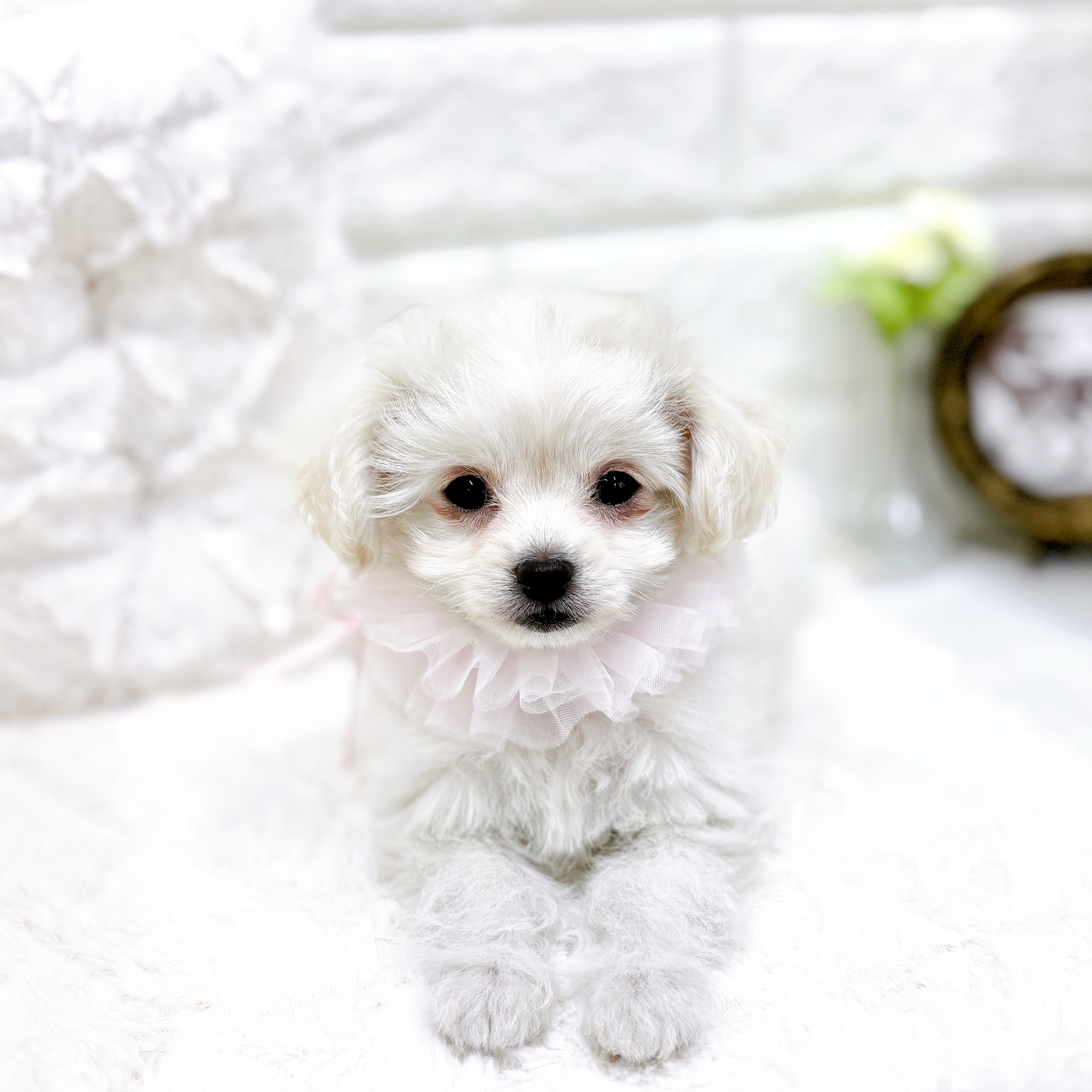 福井県のチワプー/プーチー(チワワ×プードル) (犬の家＆猫の里アミーゴ福井店/2026年1月14日生まれ/女の子/クリーム)の子犬の4枚目の画像