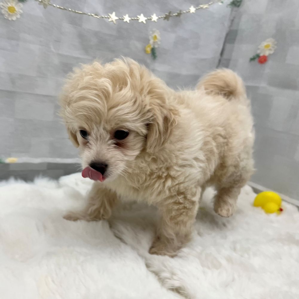 静岡県のチワプー/プーチー(チワワ×プードル) (犬の家＆猫の里MEGAドン・キホーテ袋井店/2026年1月14日生まれ/男の子/クリーム)の子犬の4枚目の画像