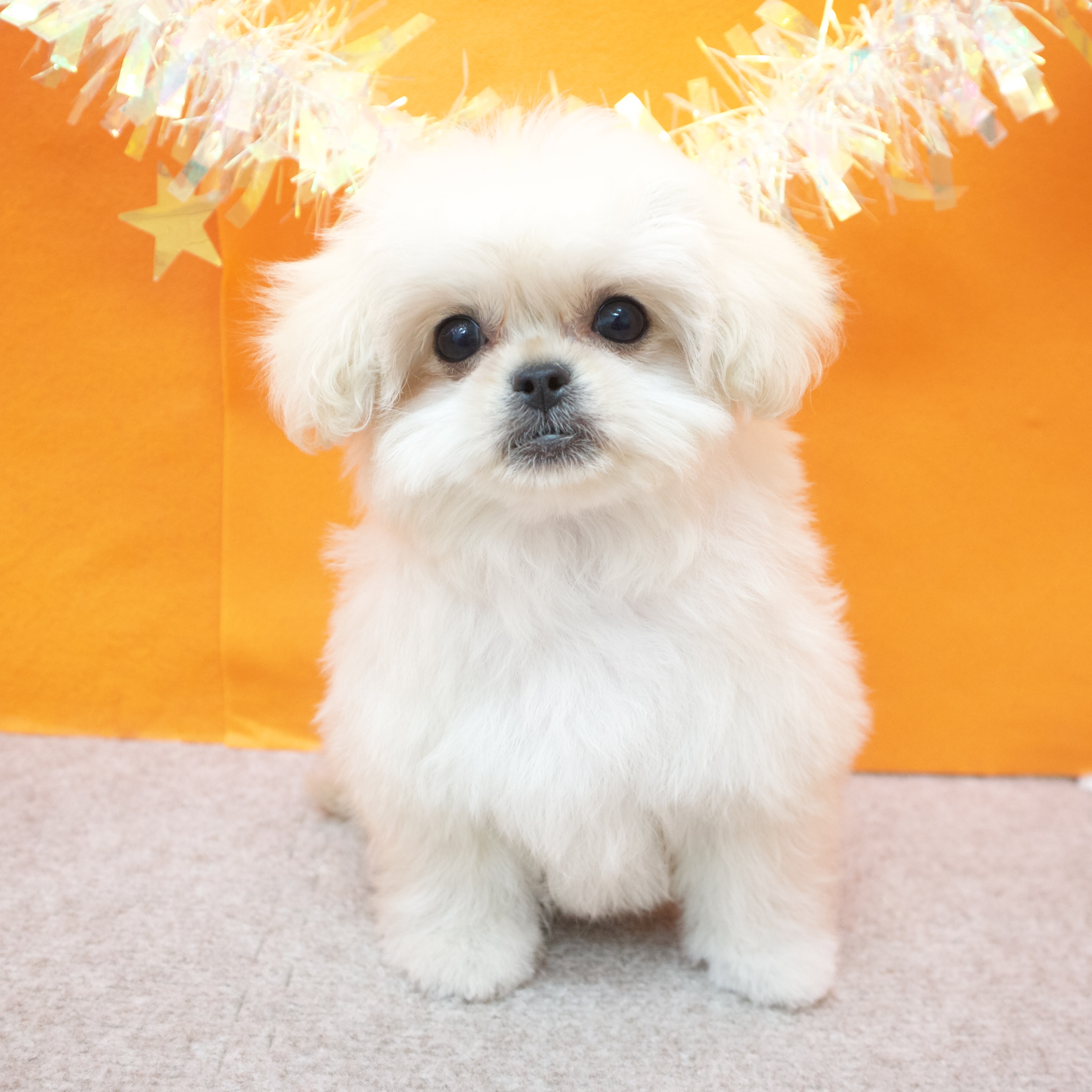 大阪府のペキプー(ペキニーズ×プードル) (犬の家＆猫の里吹田店/2026年1月6日生まれ/女の子/クリーム)の子犬の4枚目の画像