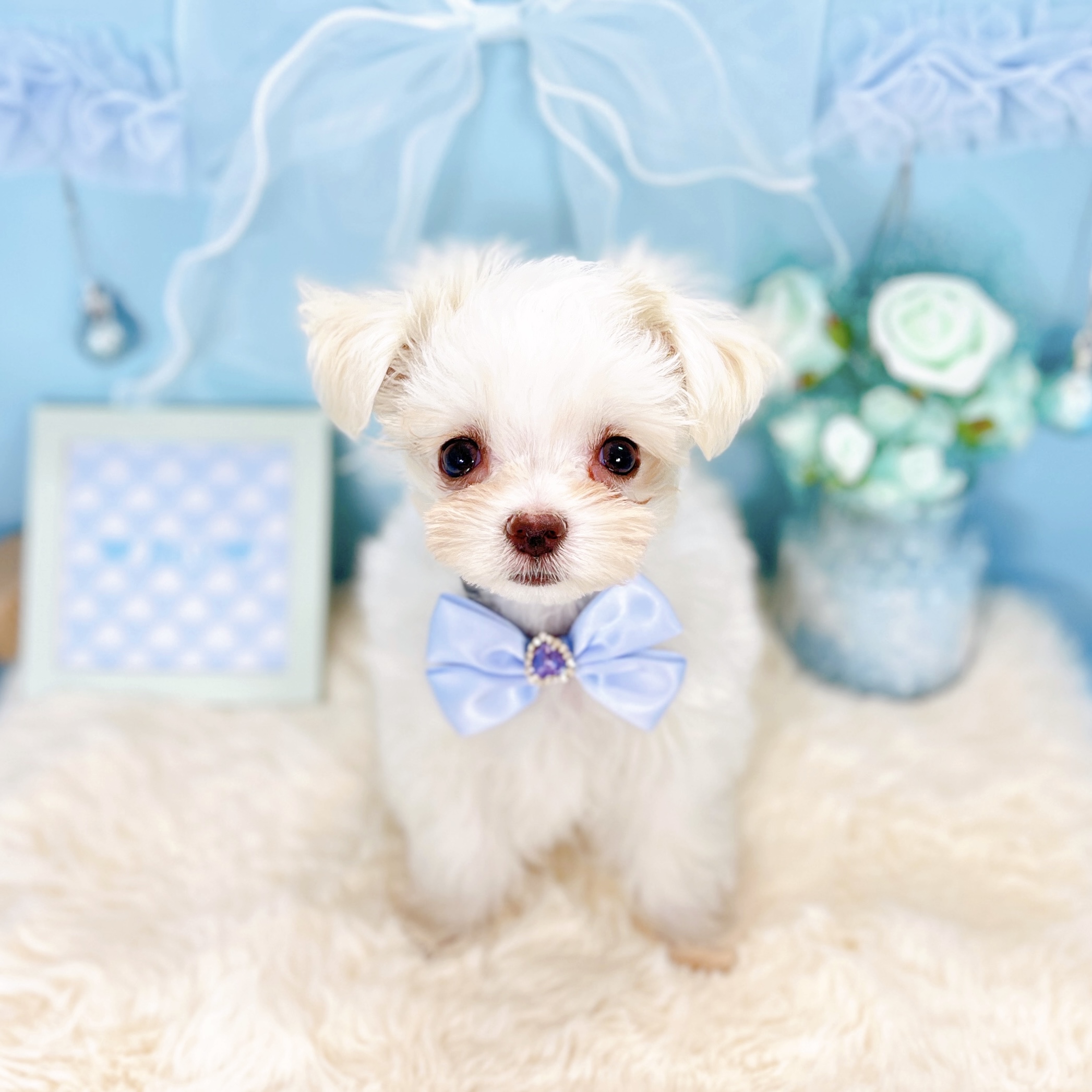 福井県のチワマル/マルチワ(チワワ×マルチーズ) (犬の家＆猫の里アミーゴ福井大和田店/2026年1月11日生まれ/男の子/クリームホワイト)の子犬の4枚目の画像