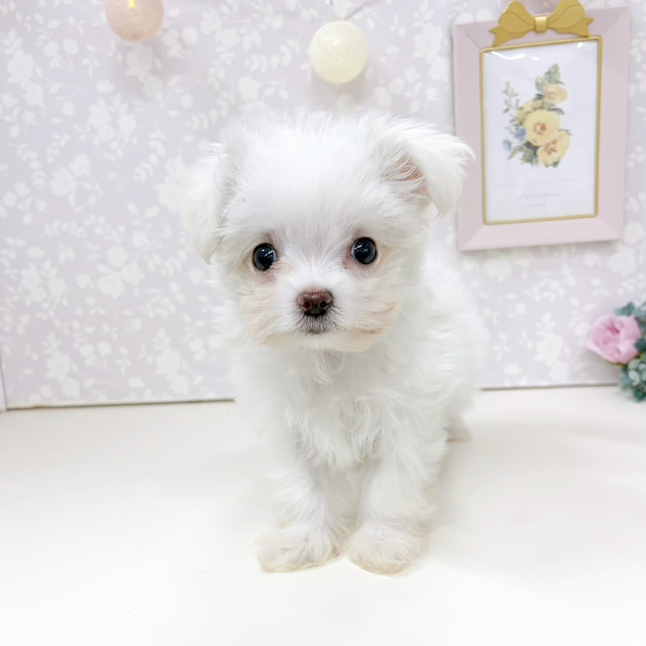 ハーフ犬女の子の写真