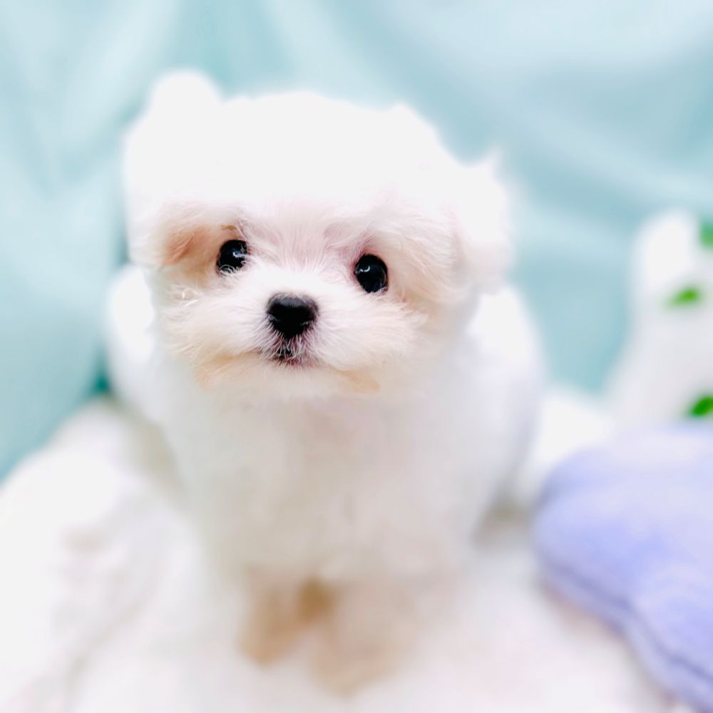 愛知県のチワマル/マルチワ(チワワ×マルチーズ) (犬の家＆猫の里愛知刈谷店/2026年1月11日生まれ/女の子/クリームホワイト)の子犬の1枚目の画像