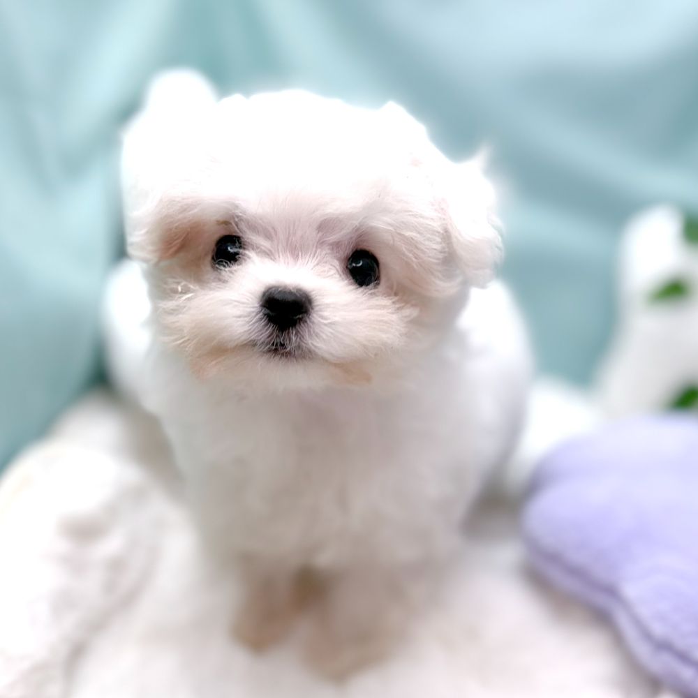 愛知県のチワマル/マルチワ(チワワ×マルチーズ) (犬の家＆猫の里愛知刈谷店/2026年1月11日生まれ/女の子/クリームホワイト)の子犬の4枚目の画像