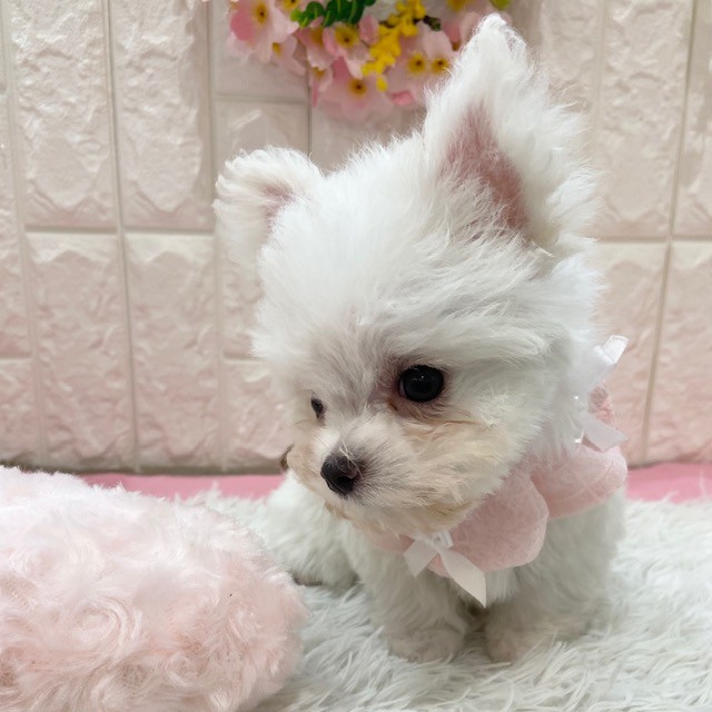 岡山県のチワマル/マルチワ(チワワ×マルチーズ) (犬の家＆猫の里倉敷店/2026年1月11日生まれ/女の子/クリームホワイト)の子犬の4枚目の画像