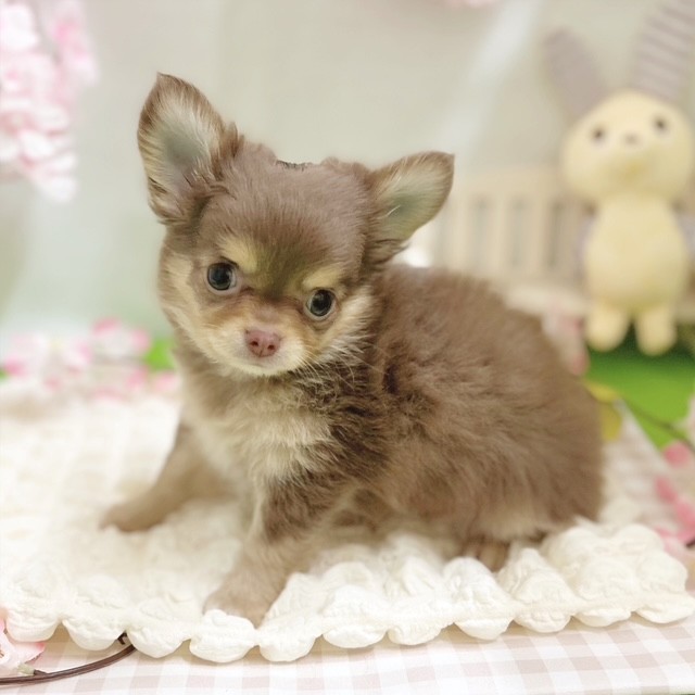 静岡県のチワワ(ロング) (犬の家＆猫の里藤枝店/2026年1月16日生まれ/男の子/チョコレートタン)の子犬の4枚目の画像