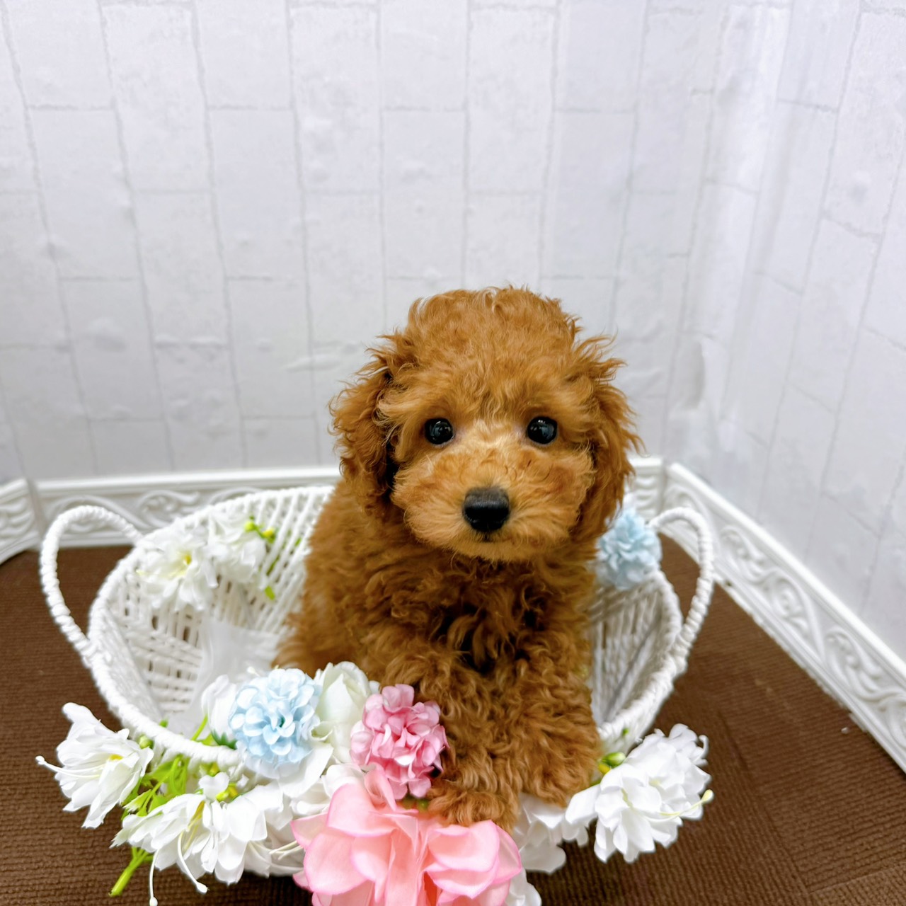 石川県のトイプードル(トイ) (犬の家＆猫の里アミーゴ金沢有松店/2026年1月17日生まれ/男の子/レッドフォーン)の子犬の4枚目の画像