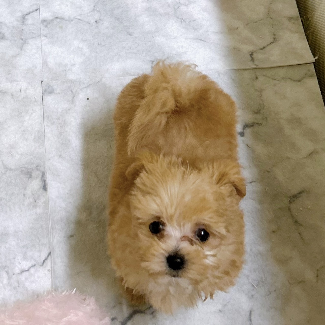 愛知県のマルプー(マルチーズ×プードル) (犬の家＆猫の里岡崎店/2026年1月17日生まれ/男の子/アプリコット)の子犬の4枚目の画像