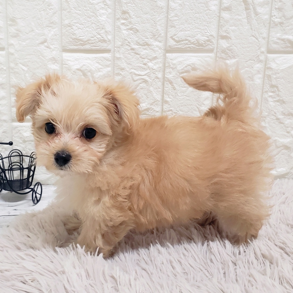 岡山県のマルプー(マルチーズ×プードル) (犬の家＆猫の里岡山店/2026年1月17日生まれ/男の子/アプリコット)の子犬の4枚目の画像