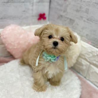 静岡県のマルプー(マルチーズ×プードル) (犬の家＆猫の里プレ葉ウォーク浜北店/2026年1月17日生まれ/男の子/クリーム)の子犬の4枚目の画像