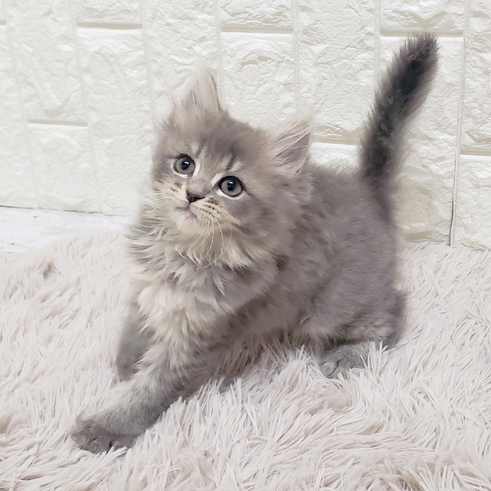 岡山県のミヌエット (犬の家＆猫の里岡山店/2026年1月11日生まれ/女の子/ブルータビー)の子猫の4枚目の画像