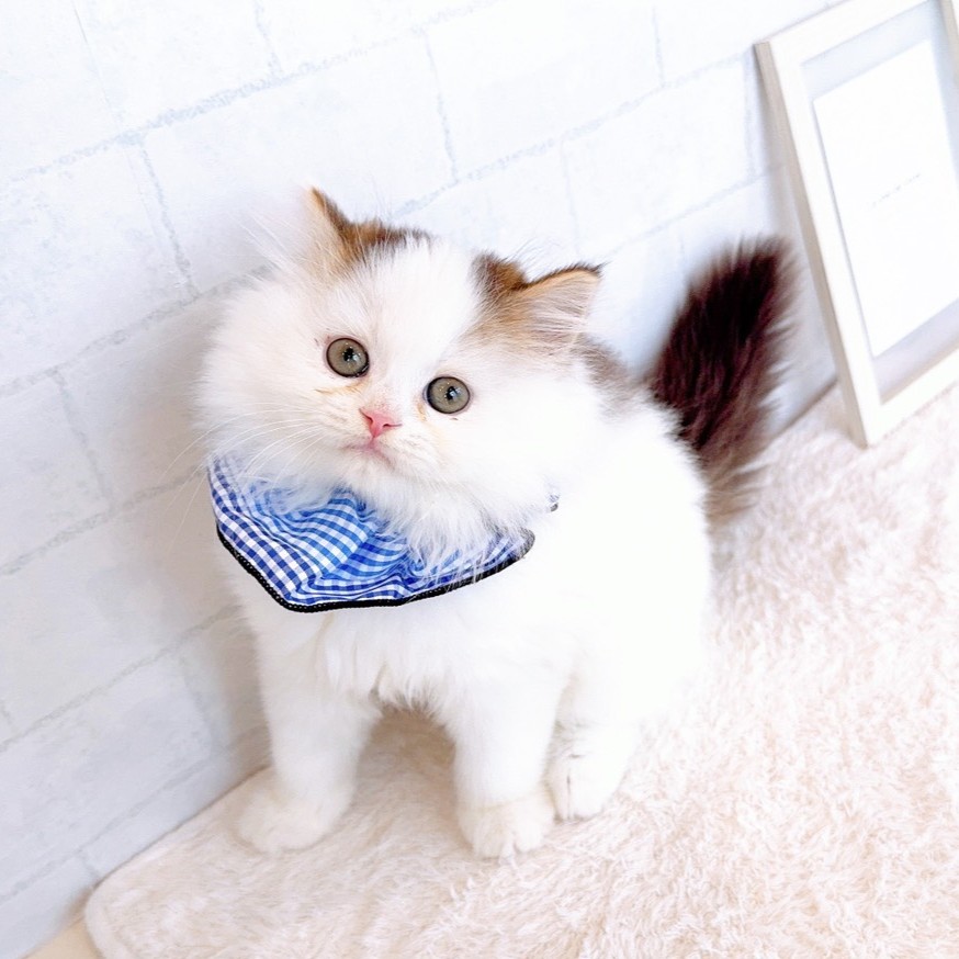 石川県のスコティッシュストレート (犬の家＆猫の里金沢店/2026年1月17日生まれ/男の子/ブラウンタビーホワイト)の子猫の4枚目の画像