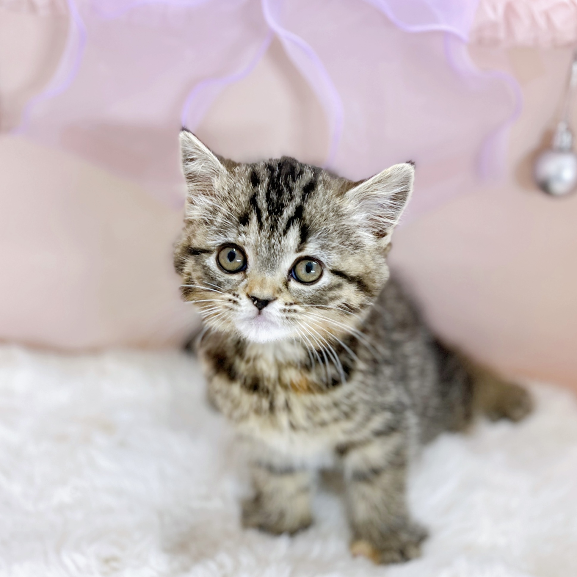 スコティッシュストレート女の子の写真