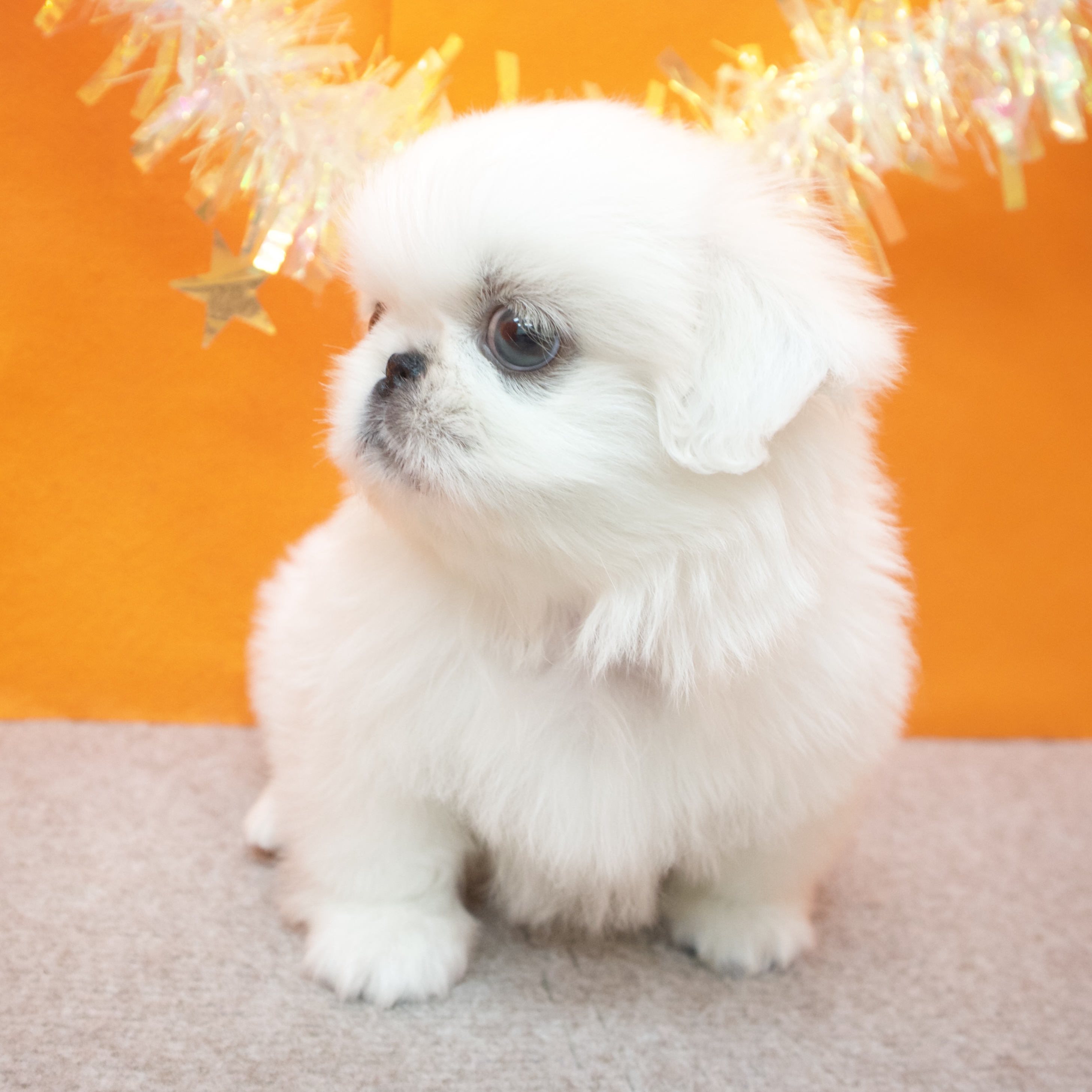 大阪府のペキニーズ (犬の家＆猫の里吹田店/2026年1月17日生まれ/女の子/ホワイト)の子犬の4枚目の画像