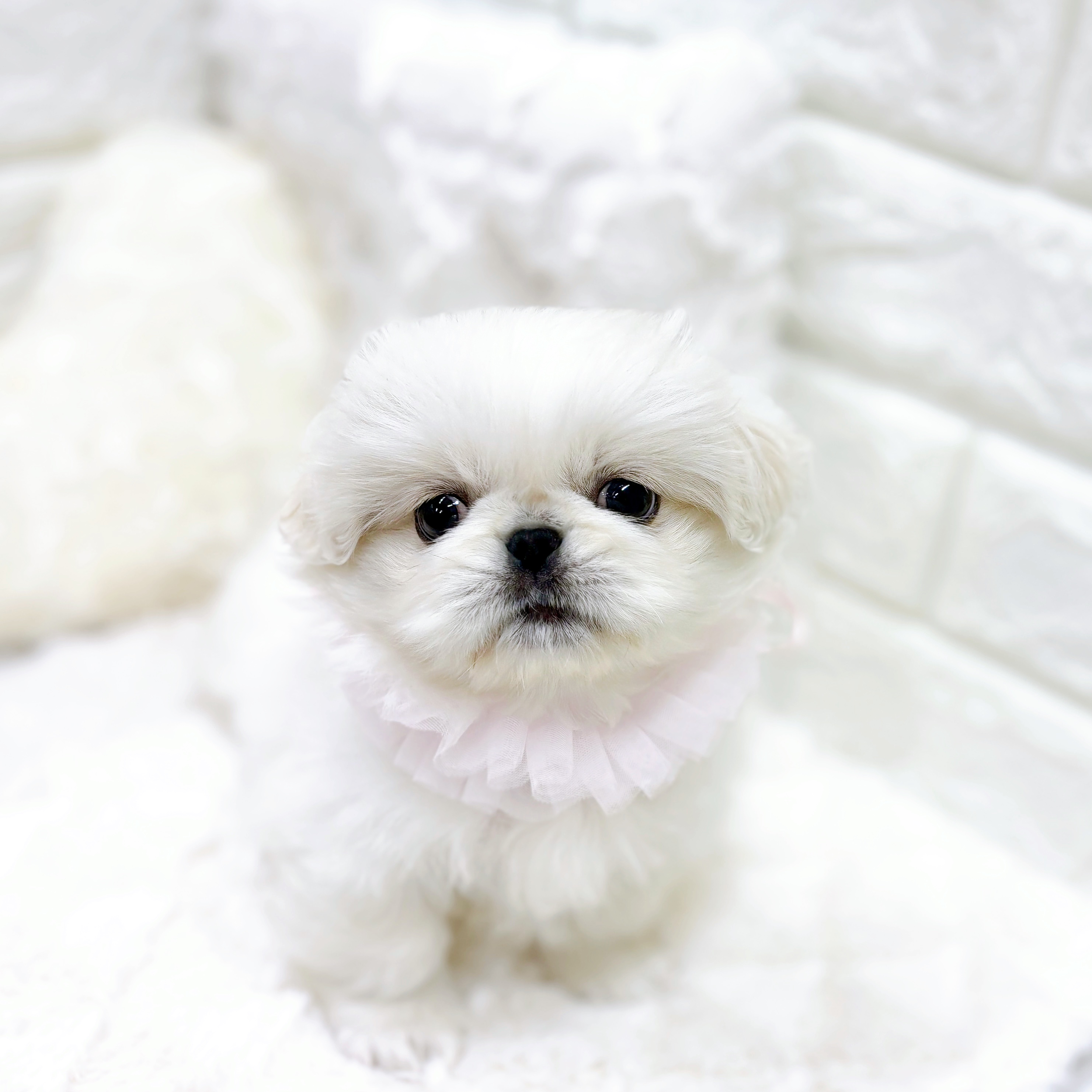 福井県のペキニーズ (犬の家＆猫の里アミーゴ福井店/2026年1月17日生まれ/女の子/ホワイト)の子犬の4枚目の画像