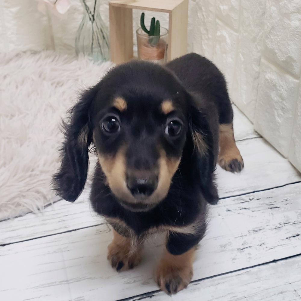 岡山県のミニチュアダックスフンド(ロング) (犬の家＆猫の里岡山店/2026年1月15日生まれ/女の子/ブラックイエロー)の子犬の4枚目の画像