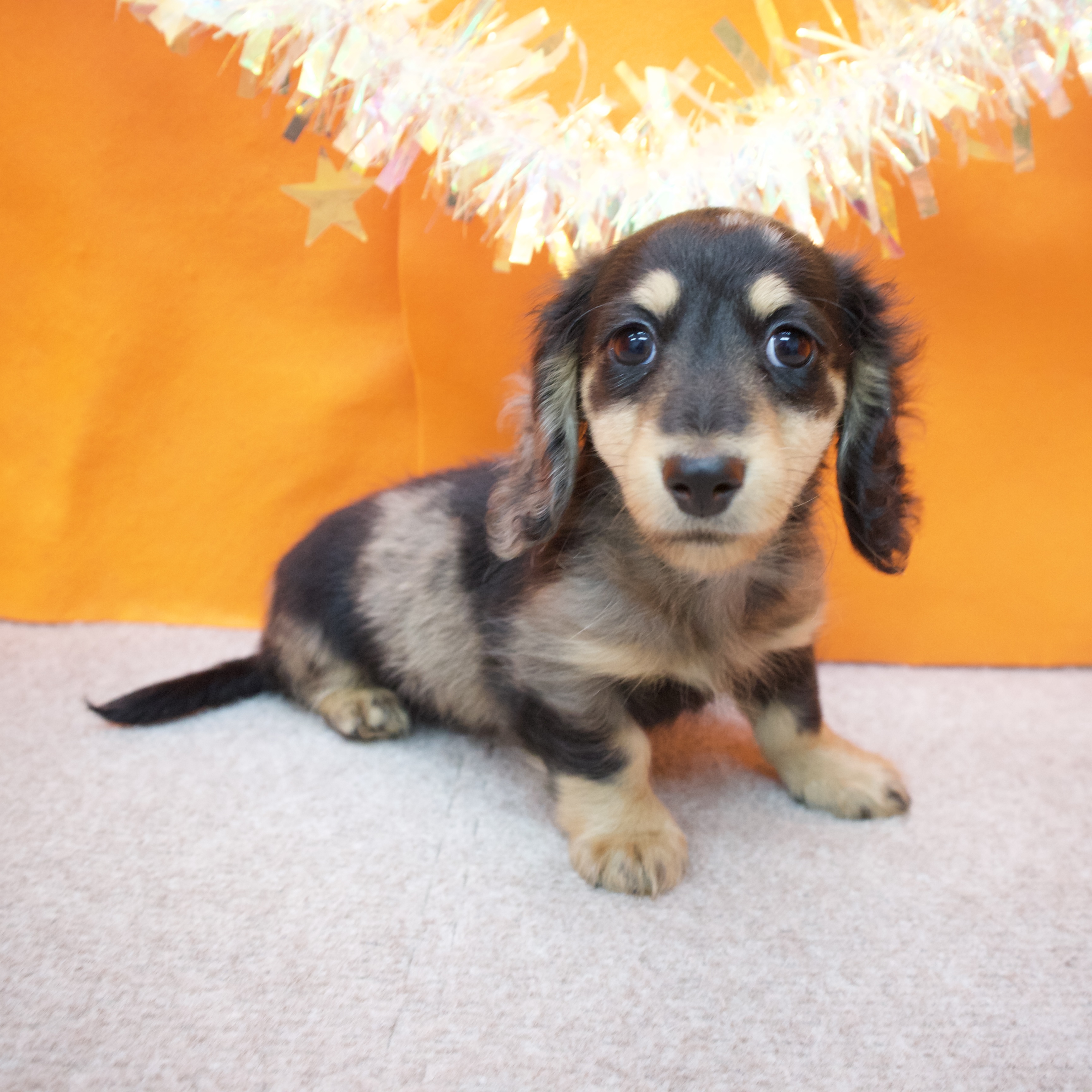 大阪府のミニチュアダックスフンド(ロング) (犬の家＆猫の里吹田店/2026年1月15日生まれ/男の子/シルバーダップル)の子犬の4枚目の画像