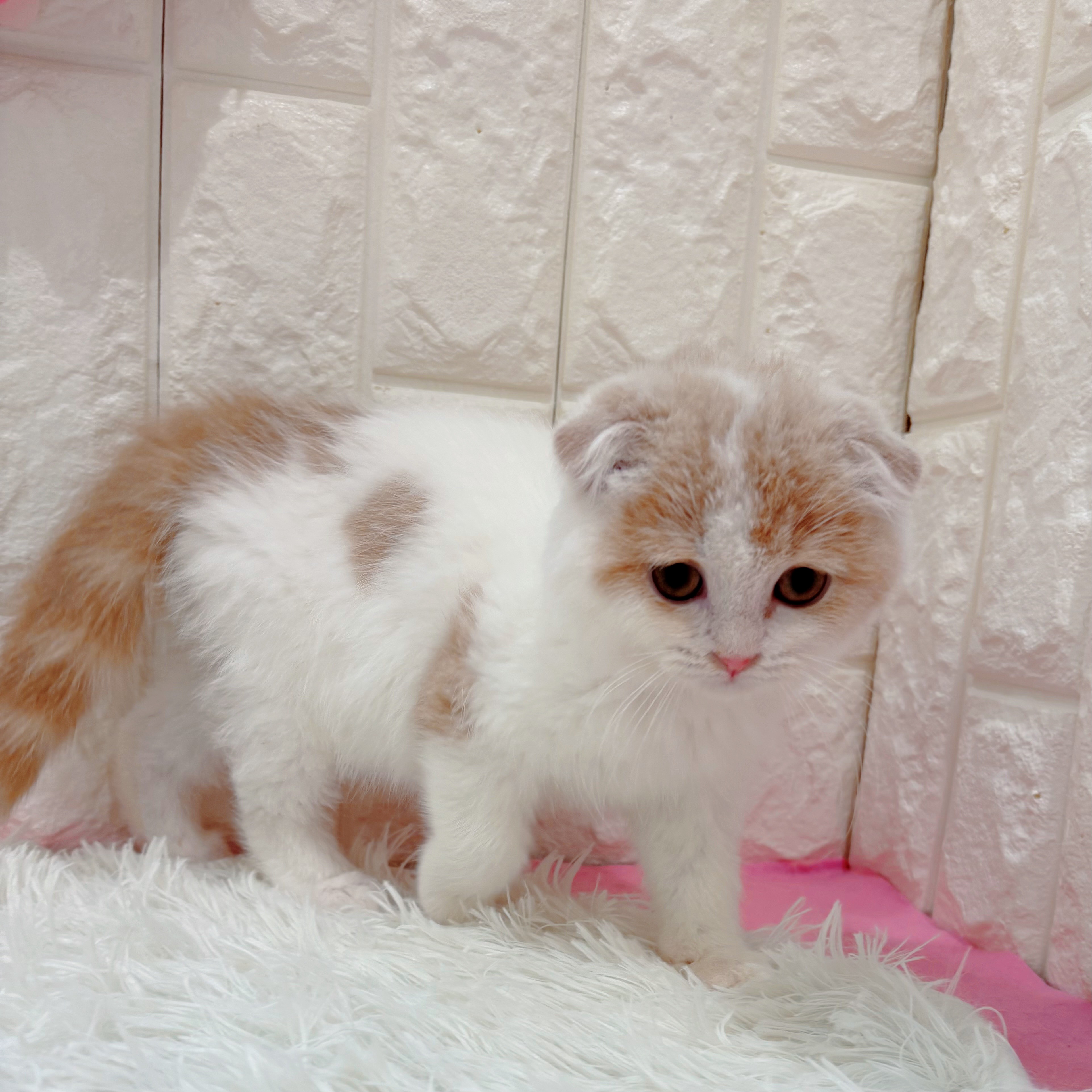 岡山県のフォールデックス (犬の家＆猫の里倉敷店/2026年1月17日生まれ/男の子/クリームホワイト)の子猫の4枚目の画像