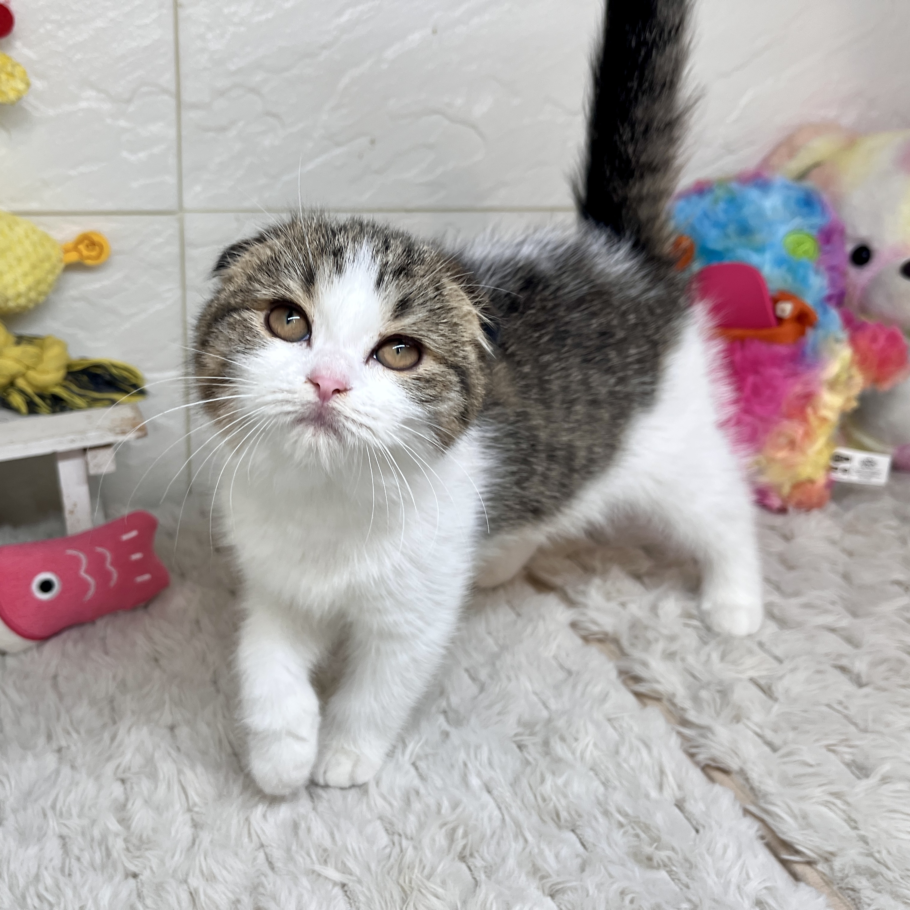 兵庫県のフォールデックス (犬の家＆猫の里ゆめタウン姫路店/2026年1月17日生まれ/女の子/ブラウンタビーホワイト)の子猫の4枚目の画像