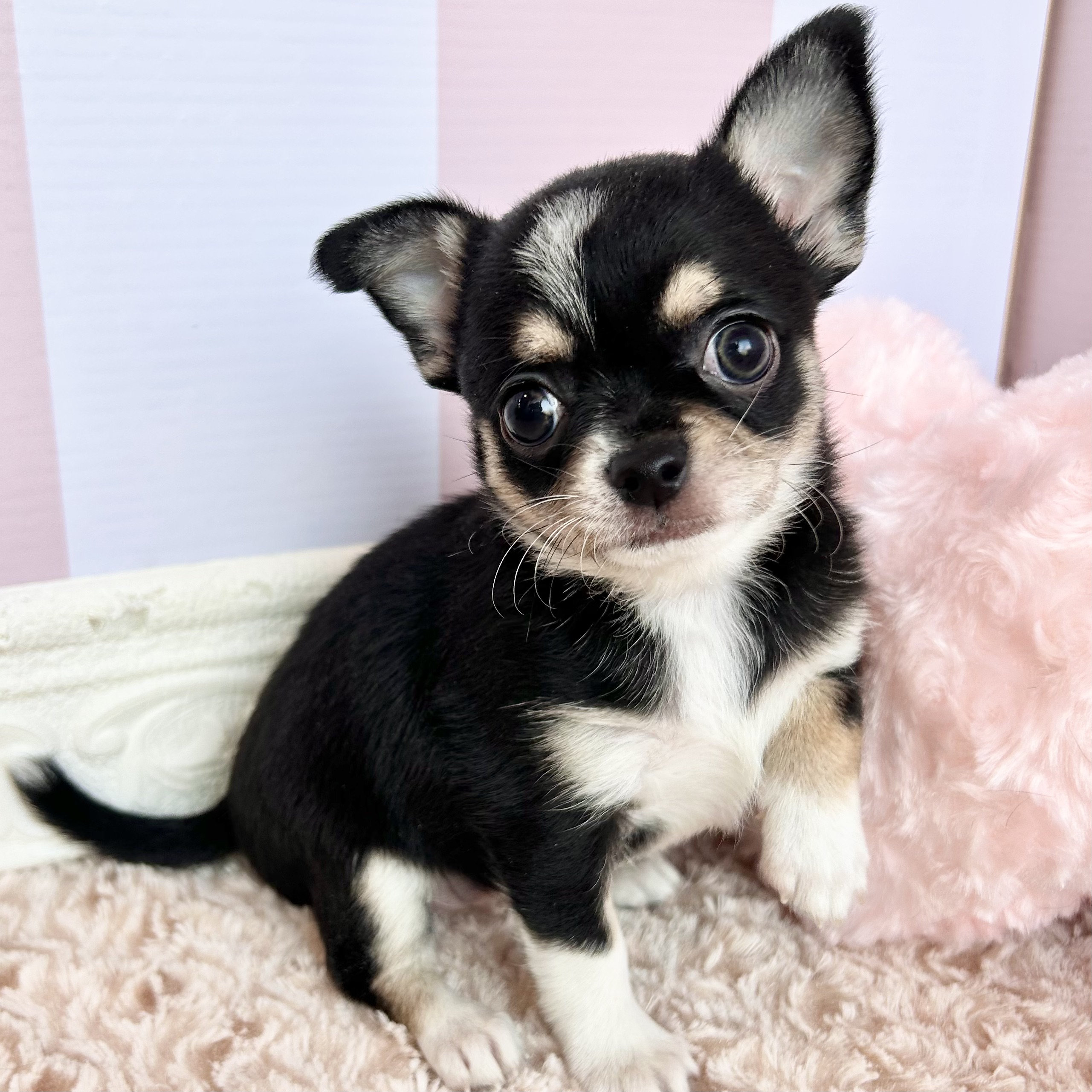 岡山県のチワワ(スムース) (犬の家＆猫の里倉敷中庄店/2026年1月18日生まれ/女の子/ブラッククリームホワイト)の子犬の4枚目の画像