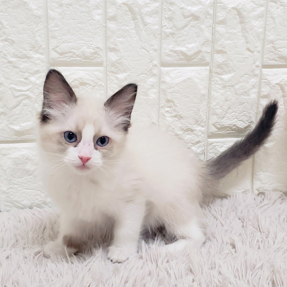 岡山県のラグドール (犬の家＆猫の里岡山店/2026年1月17日生まれ/女の子/シールポイントバイカラー)の子猫の1枚目の画像