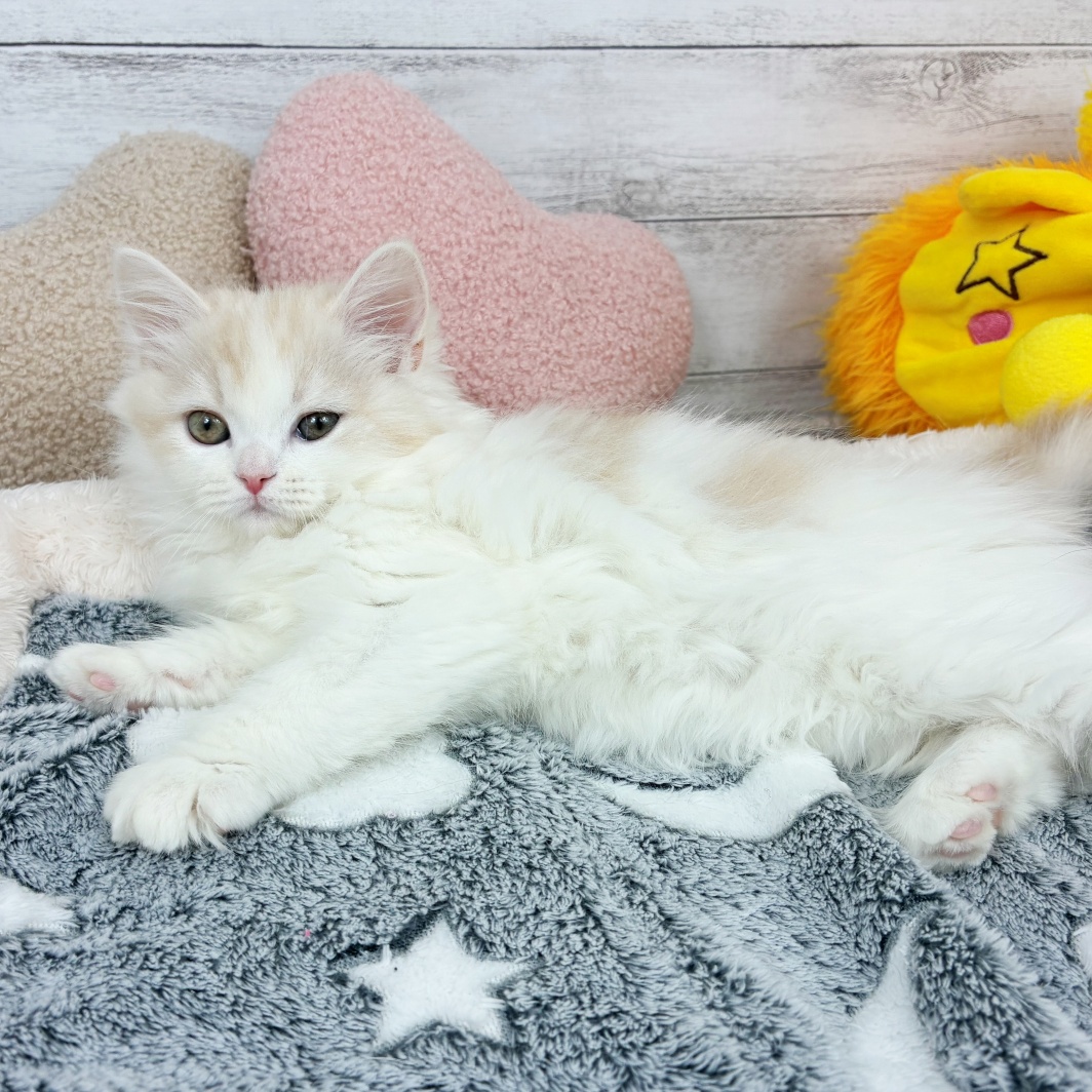 兵庫県のラガマフィン (犬の家＆猫の里川西店/2026年1月11日生まれ/女の子/クリームホワイト)の子猫の4枚目の画像