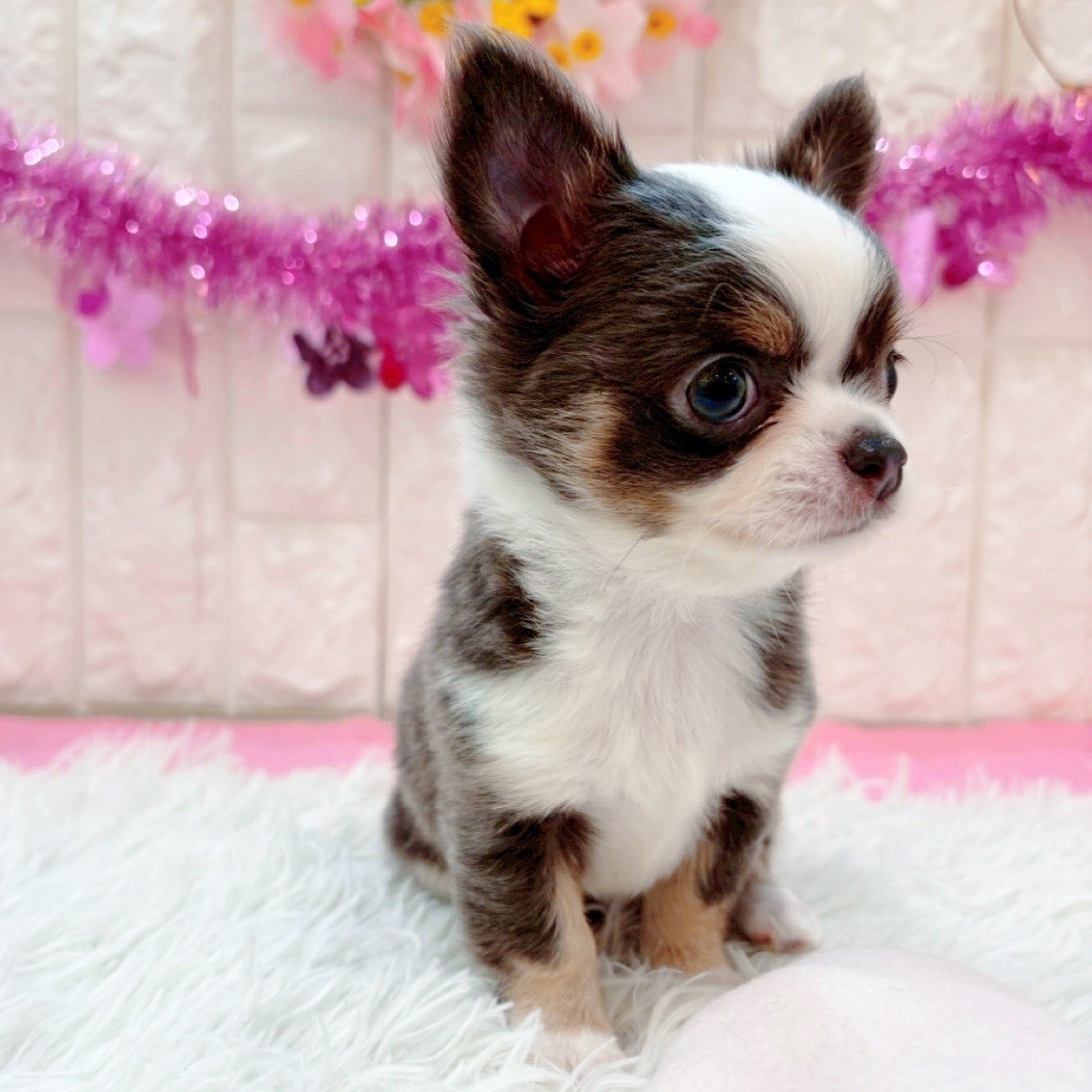 岡山県のチワワ(ロング) (犬の家＆猫の里倉敷店/2026年1月16日生まれ/男の子/ブルーホワイトタン)の子犬の4枚目の画像