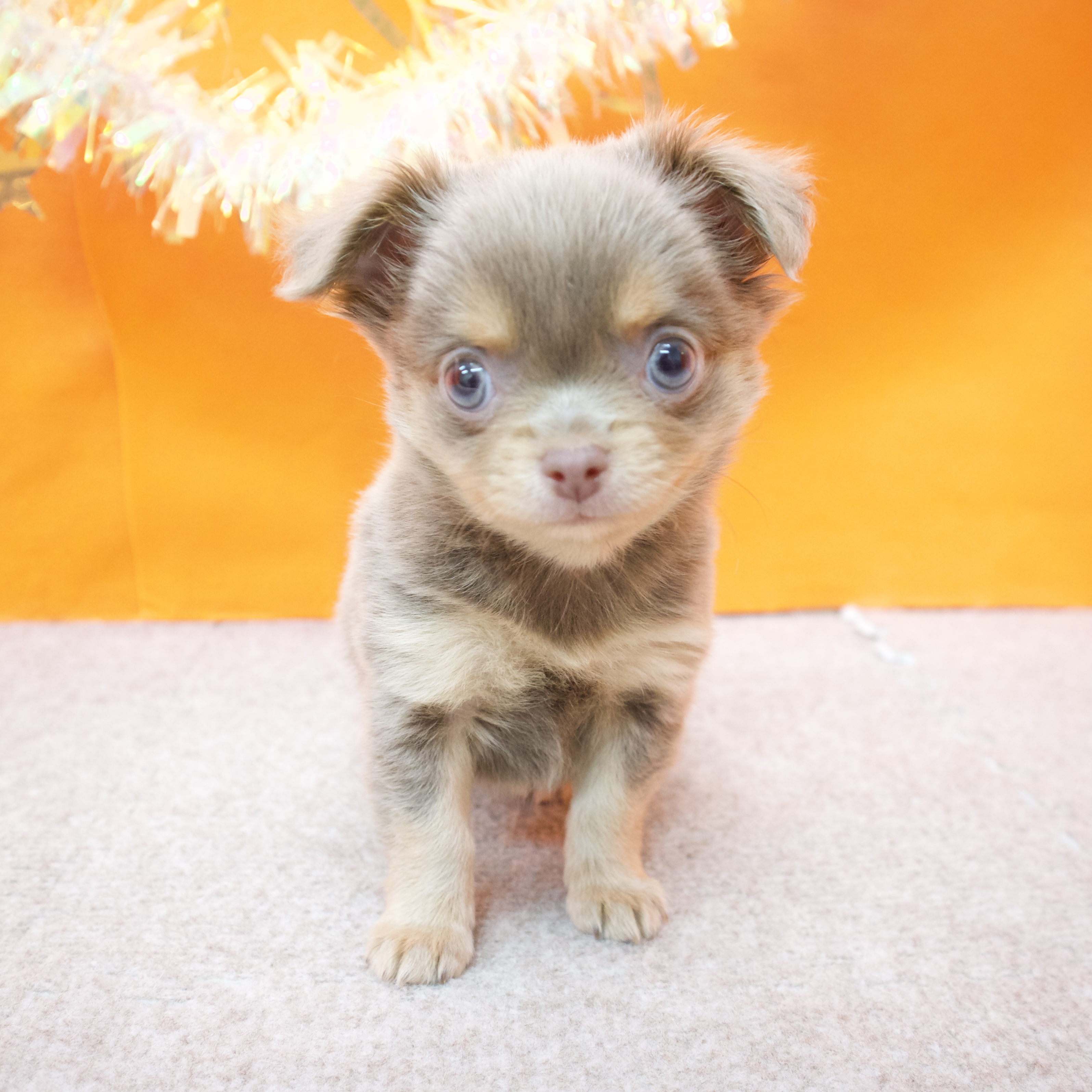 大阪府のチワワ(ロング) (犬の家＆猫の里吹田店/2026年1月16日生まれ/男の子/イザベラタン)の子犬の4枚目の画像