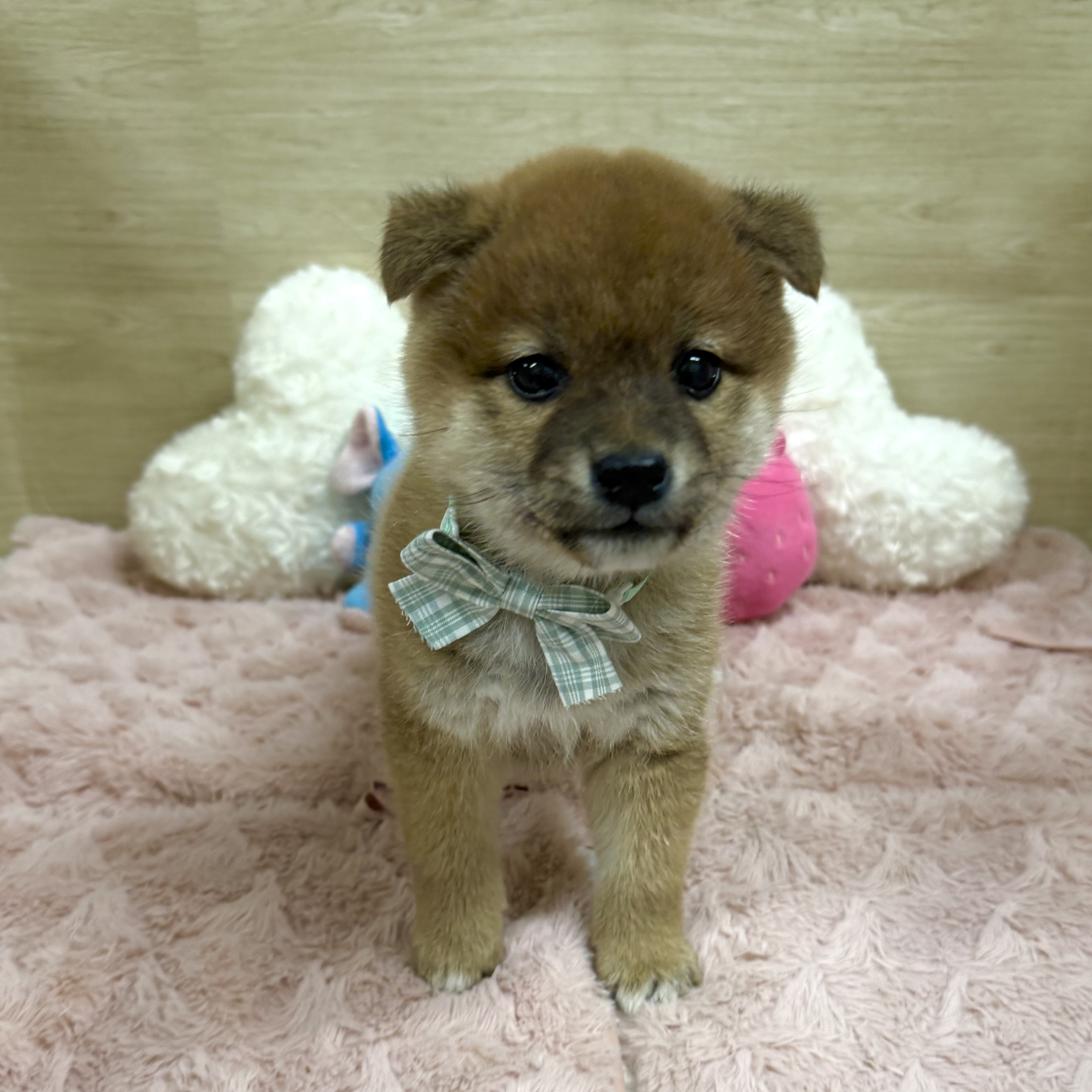 大阪府の柴犬(標準サイズ) (犬の家＆猫の里そよら東岸和田店/2026年1月16日生まれ/女の子/赤)の子犬の4枚目の画像