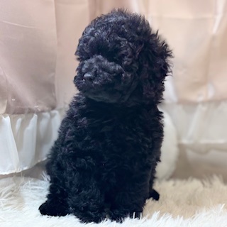 兵庫県のトイプードル(トイ) (犬の家＆猫の里カナート西神戸店/2026年1月17日生まれ/女の子/ブラック)の子犬の4枚目の画像