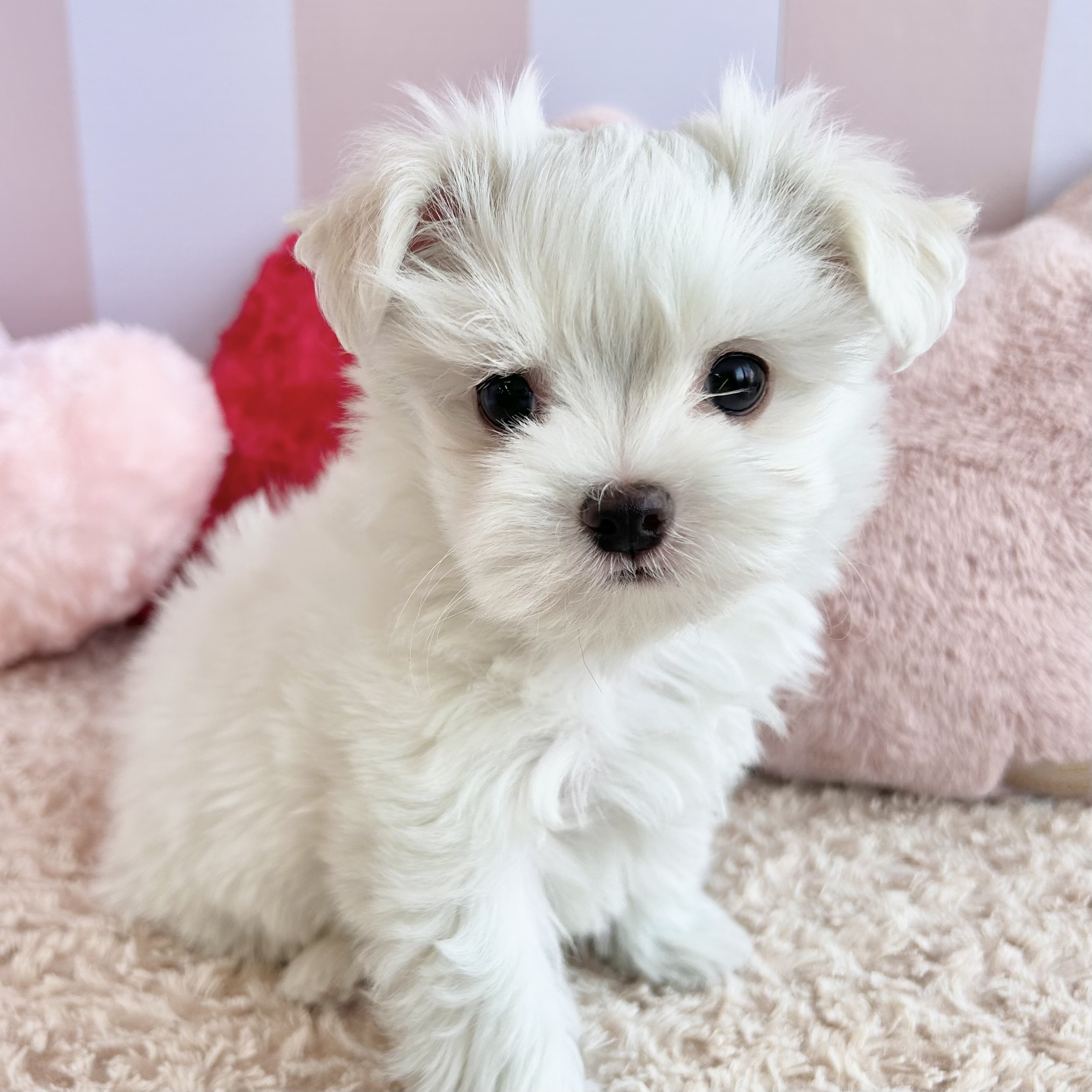 岡山県のチワマル/マルチワ(チワワ×マルチーズ) (犬の家＆猫の里倉敷中庄店/2026年1月18日生まれ/男の子/ホワイトクリーム)の子犬の4枚目の画像