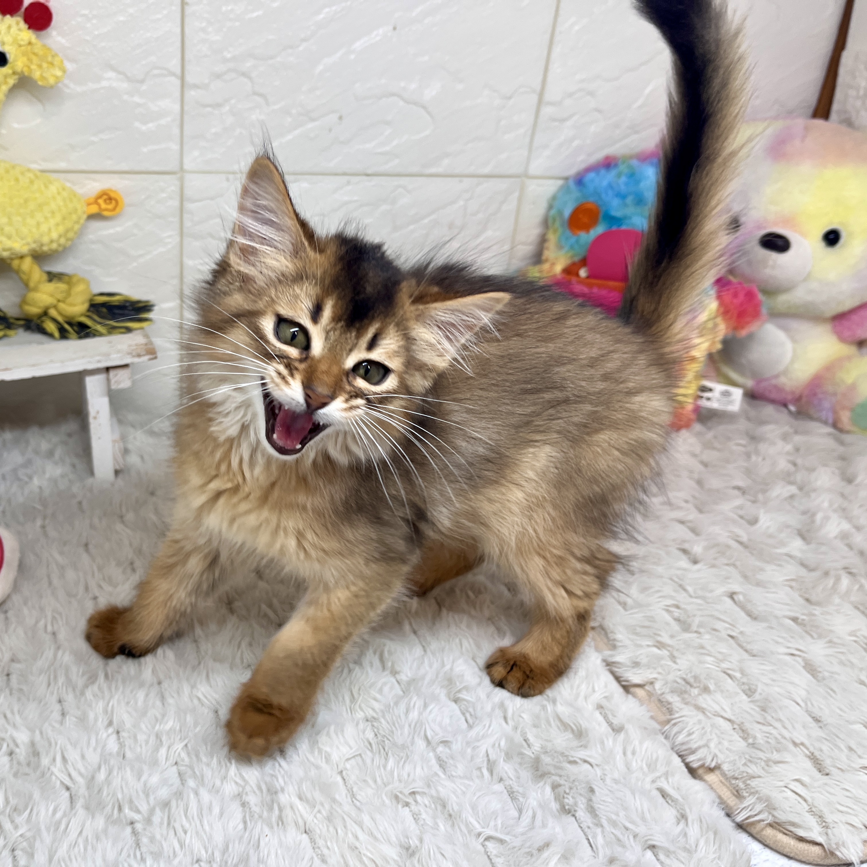 兵庫県のソマリ (犬の家＆猫の里ゆめタウン姫路店/2026年1月12日生まれ/男の子/ルディ)の子猫の4枚目の画像