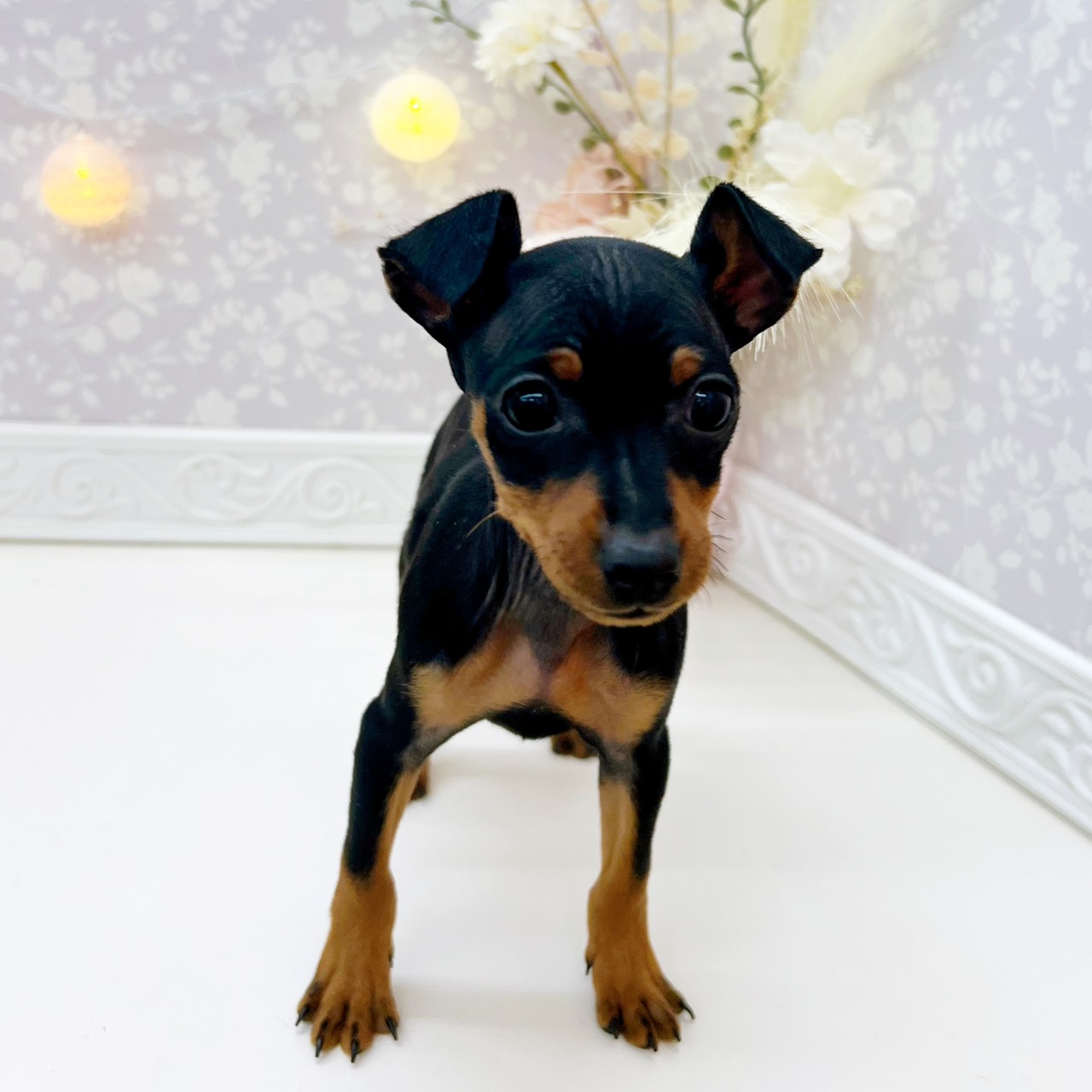 富山県のミニチュアピンシャー (犬の家＆猫の里富山店/2026年1月15日生まれ/女の子/ブラックタン)の子犬の4枚目の画像